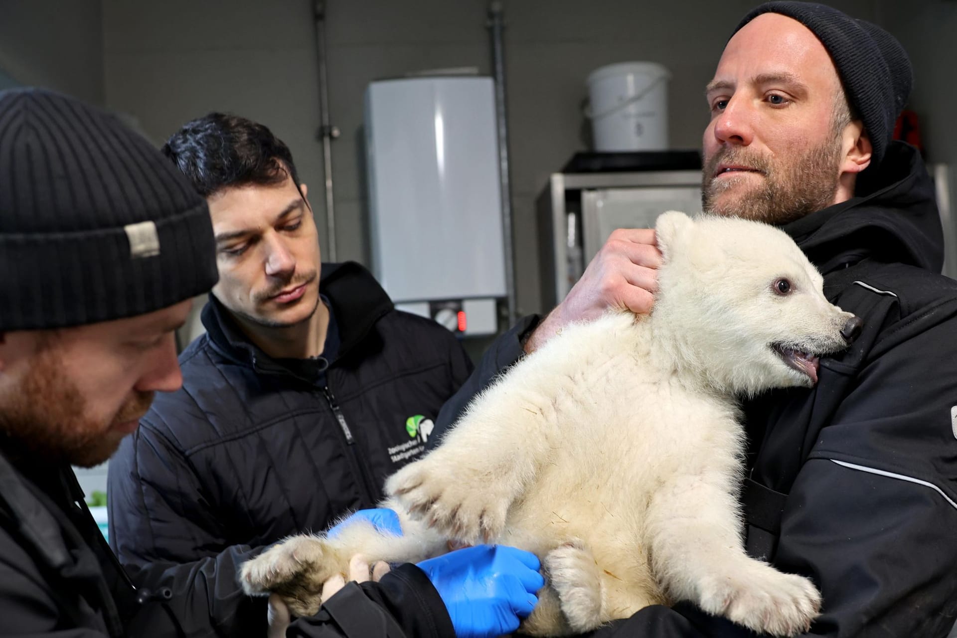 Karlsruher Eisbärbaby ist ein Junge