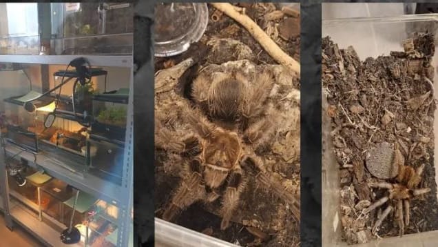 Terrarium: Die Vogelspinnen wurden in einer Wohnung zurückgelassen.