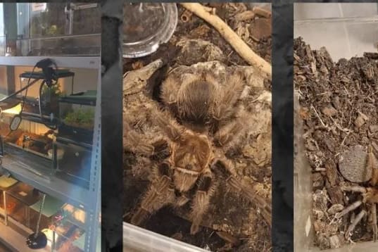 Terrarium: Die Vogelspinnen wurden in einer Wohnung zurückgelassen.