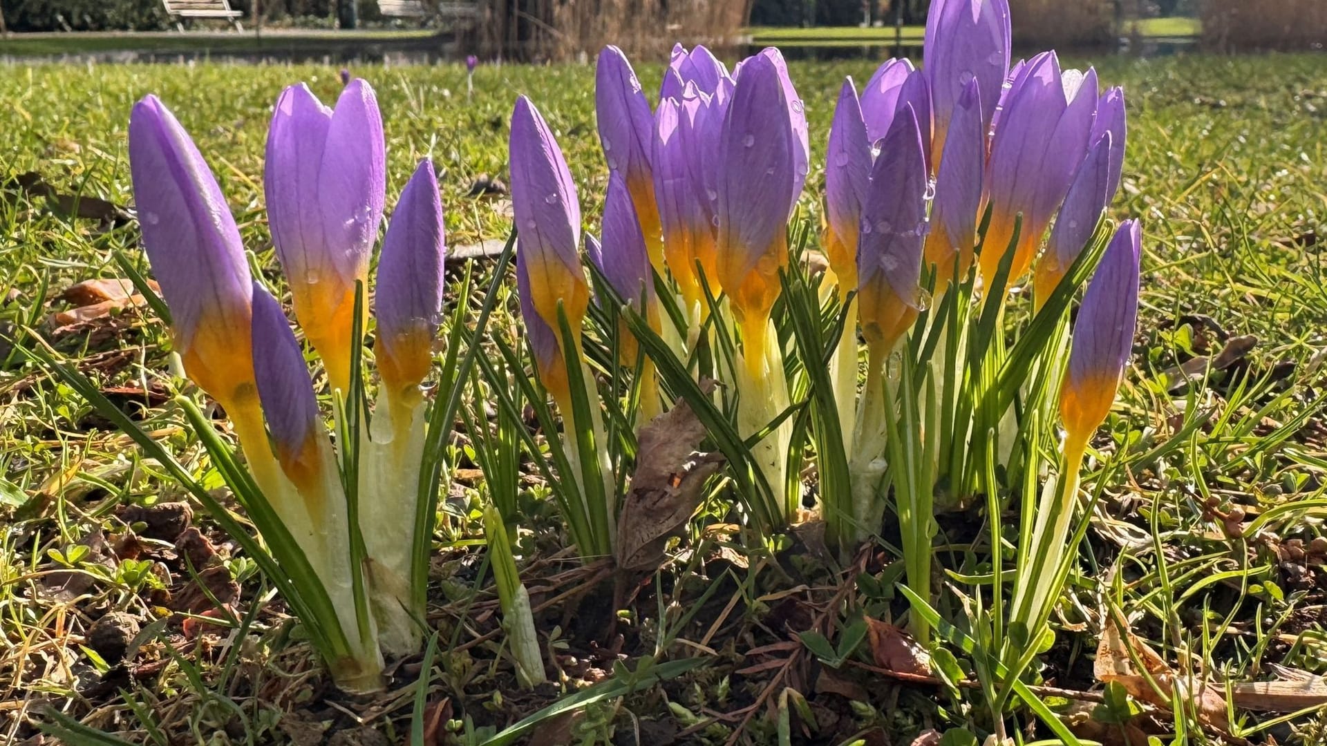 Krokusse im Freiburger Stadtgarten