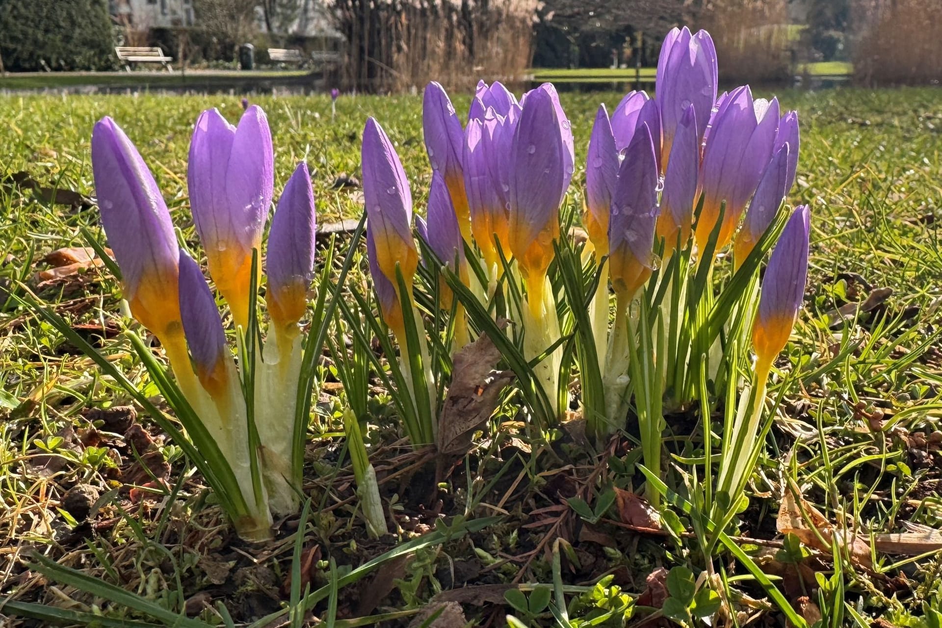 Krokusse im Freiburger Stadtgarten