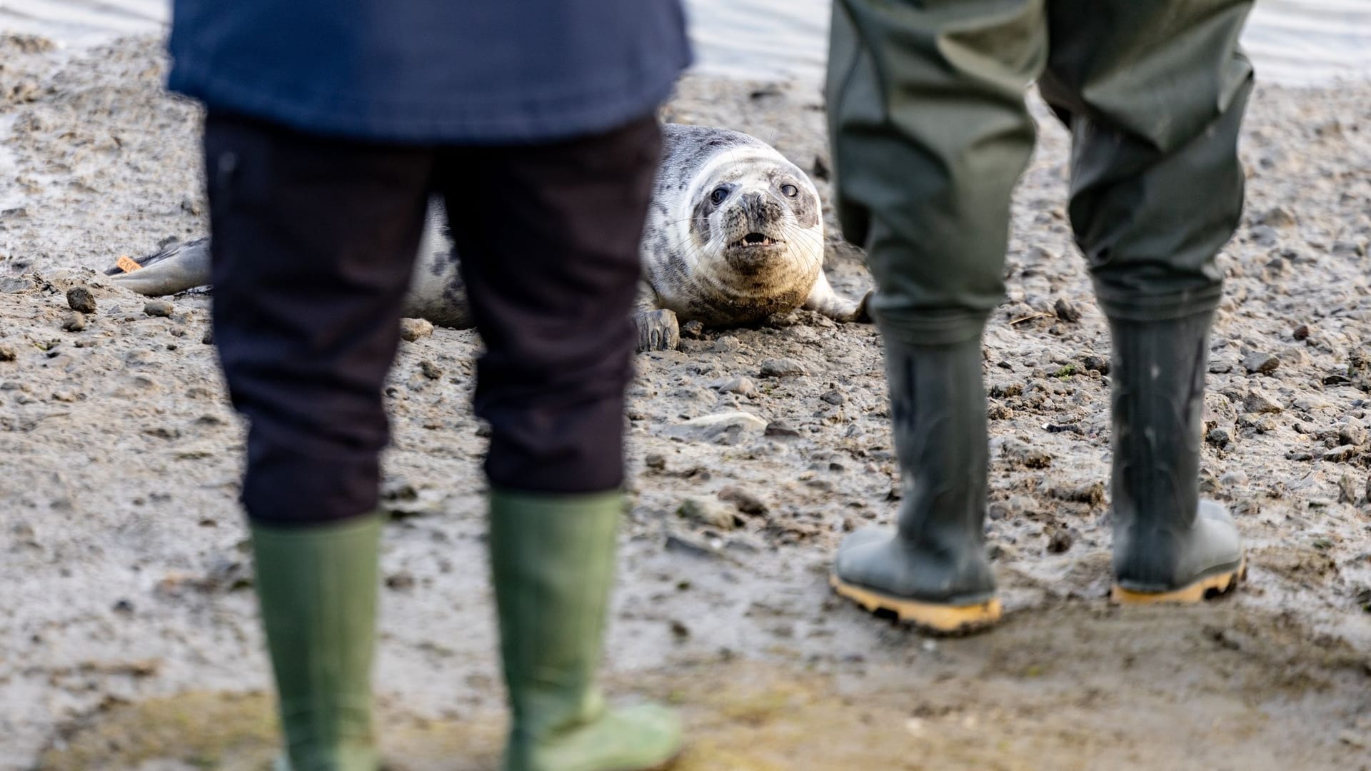 Seehundstation wildert die ersten Kegelrobben der Saison aus