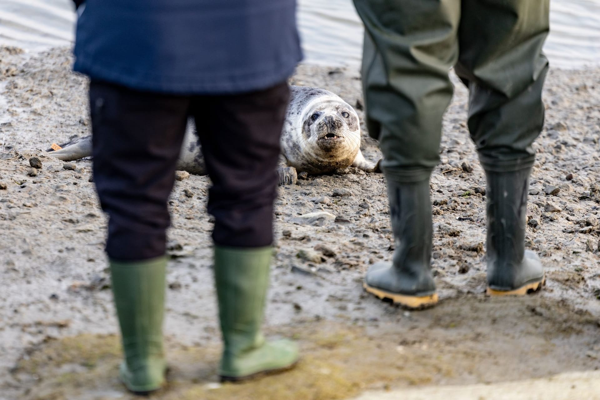 Seehundstation wildert die ersten Kegelrobben der Saison aus