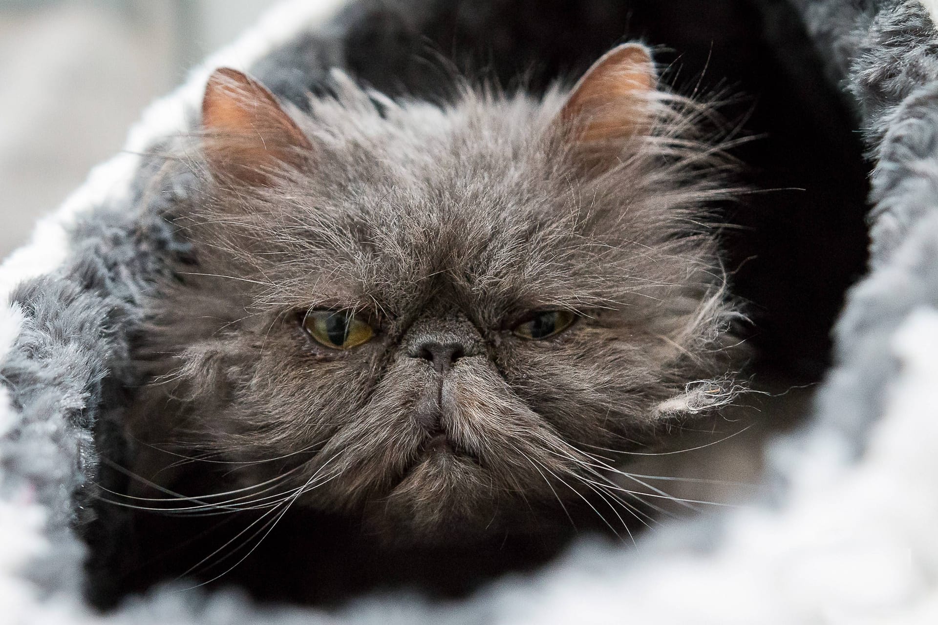 Verwahrloste Katze (Symbolbild): Für Nono war die vergangene Zeit nicht leicht.