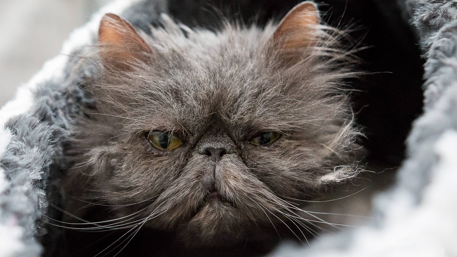 Verwahrloste Katze (Symbolbild): Für Nono war die vergangene Zeit nicht leicht.