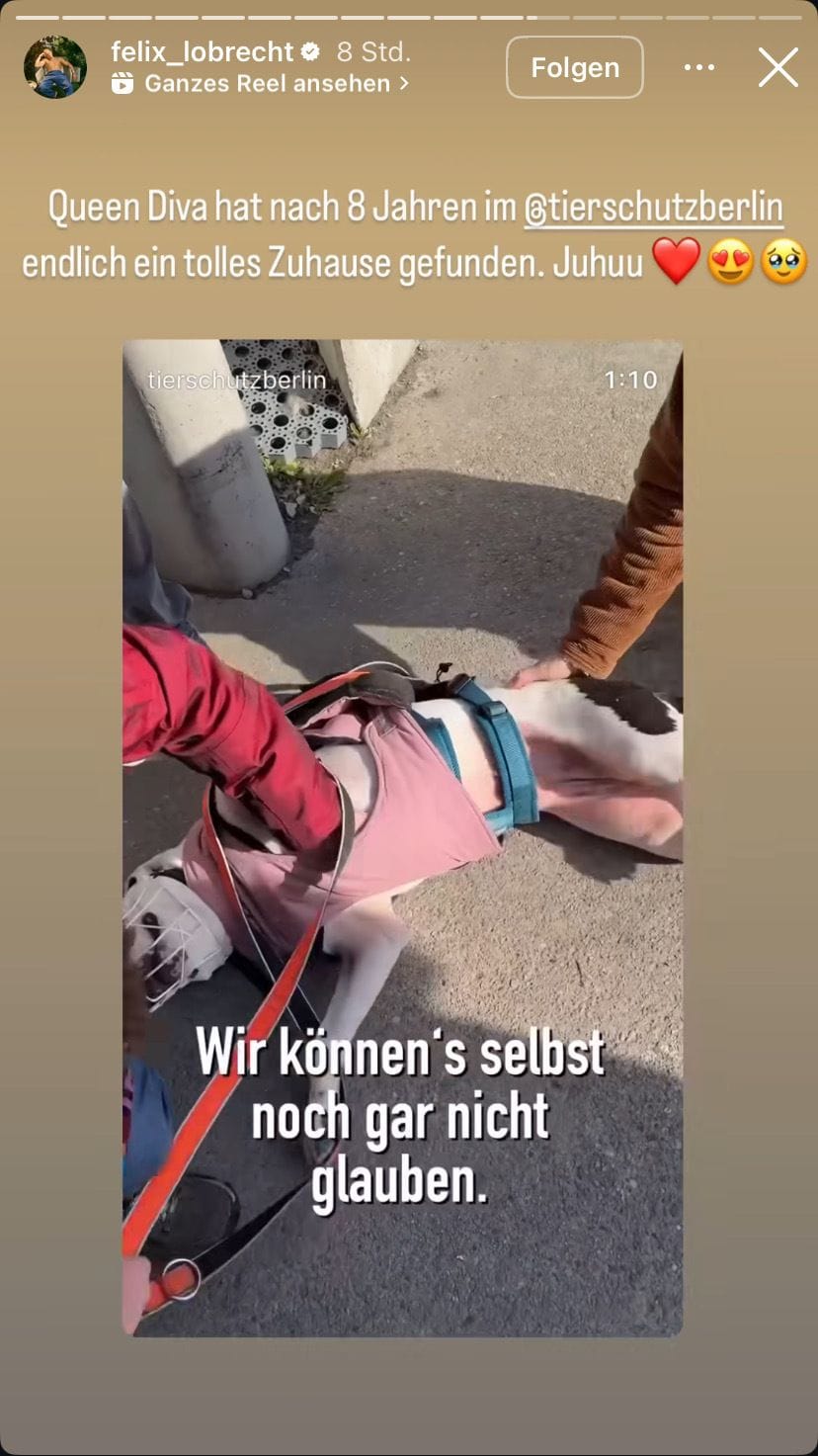 Instagramstory von Felix Lobrecht: Auch mithilfe des Comedians konnte Diva vermittelt werden.