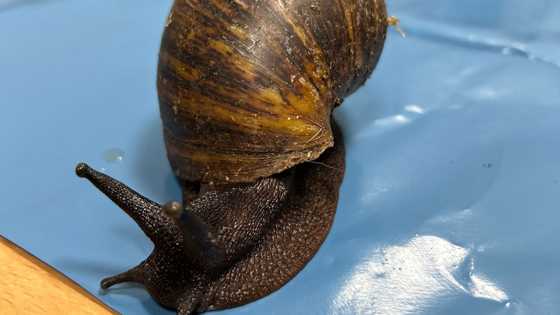 Eine der Riesenschnecken: Die Weichtiere können eine Länge von bis zu 30 Zentimetern erreichen.