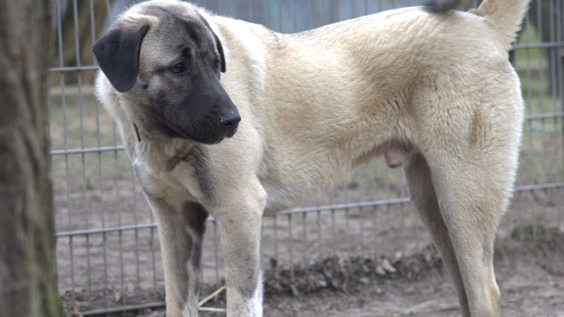 Der große Kangal sucht ein neues Zuhause, das seinen Ansprüchen gerecht werden kann.