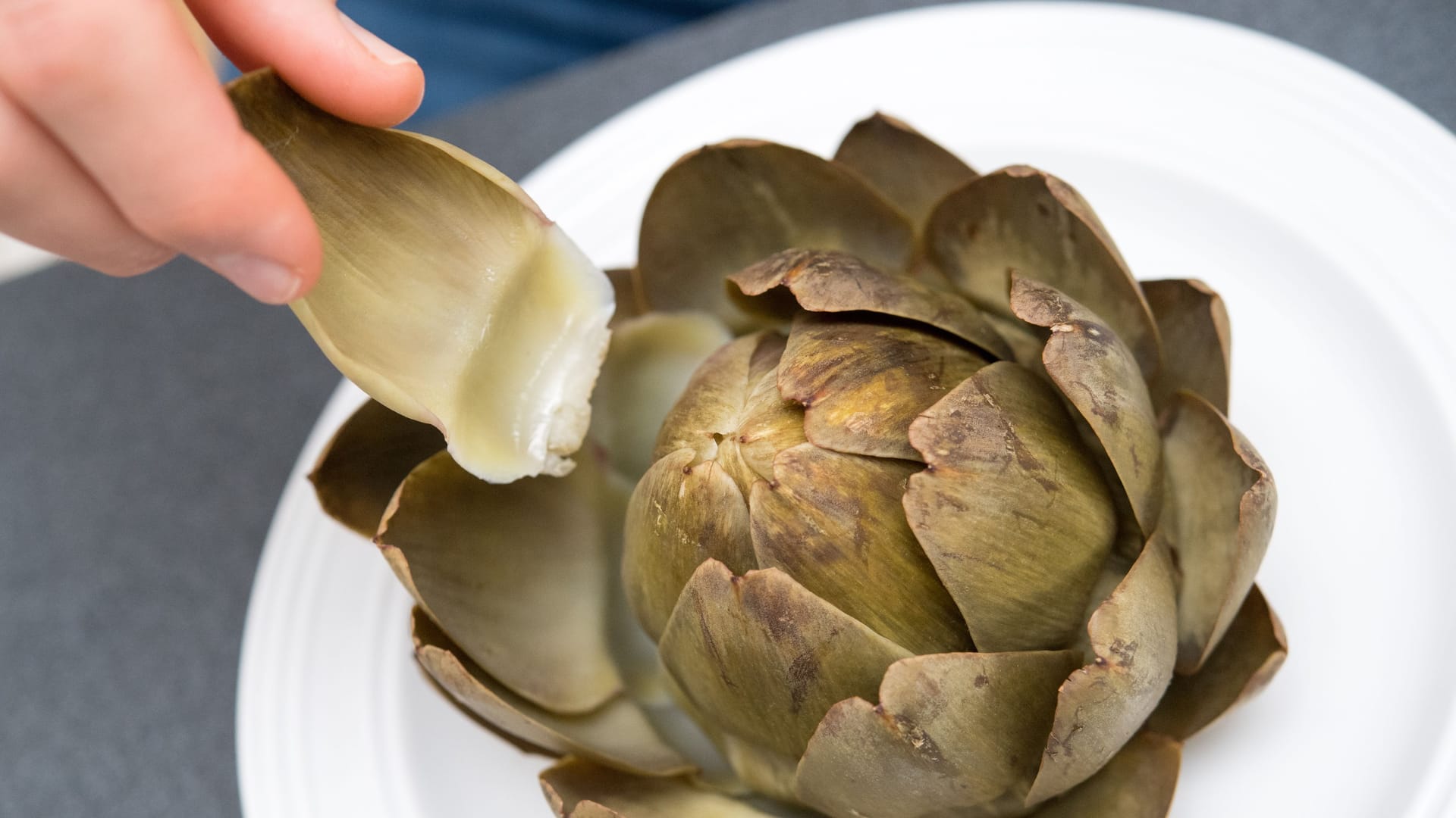 Artischocke essen: Ist sie fertig gegart, kann man die einzelnen Blätter einfach herauszupfen und den fleischigen Teil auslutschen.