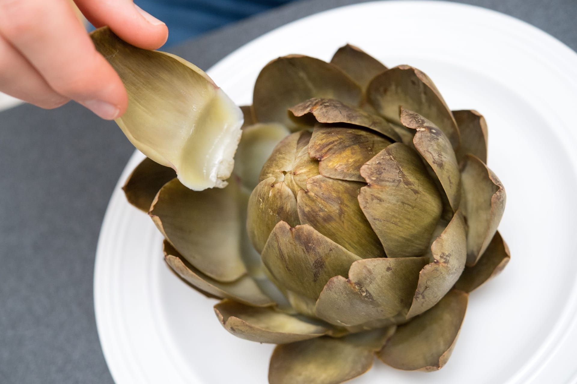 Artischocke essen: Ist sie fertig gegart, kann man die einzelnen Blätter einfach herauszupfen und den fleischigen Teil auslutschen.