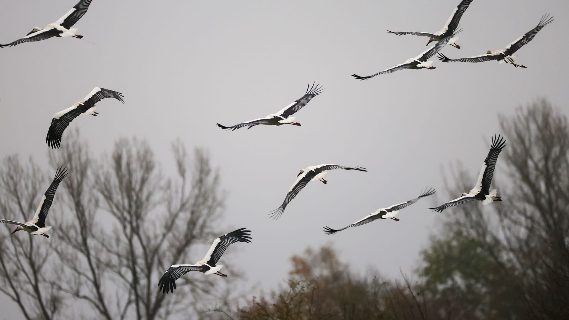 Wetter im Südwesten - Störche