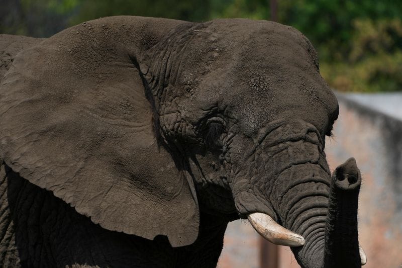 Die Elefantin Ely steht in einem Gehege im Zoo in Mexiko-Stadt: Sie soll an Depressionen gelitten haben.