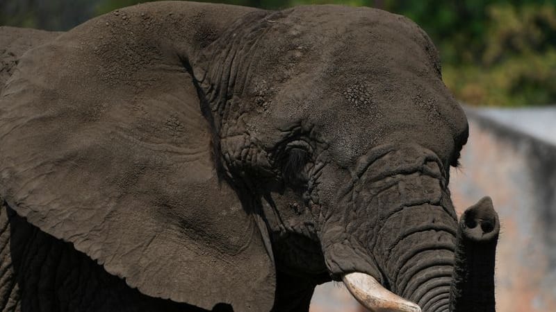 Die Elefantin Ely steht in einem Gehege im Zoo in Mexiko-Stadt: Sie soll an Depressionen gelitten haben.