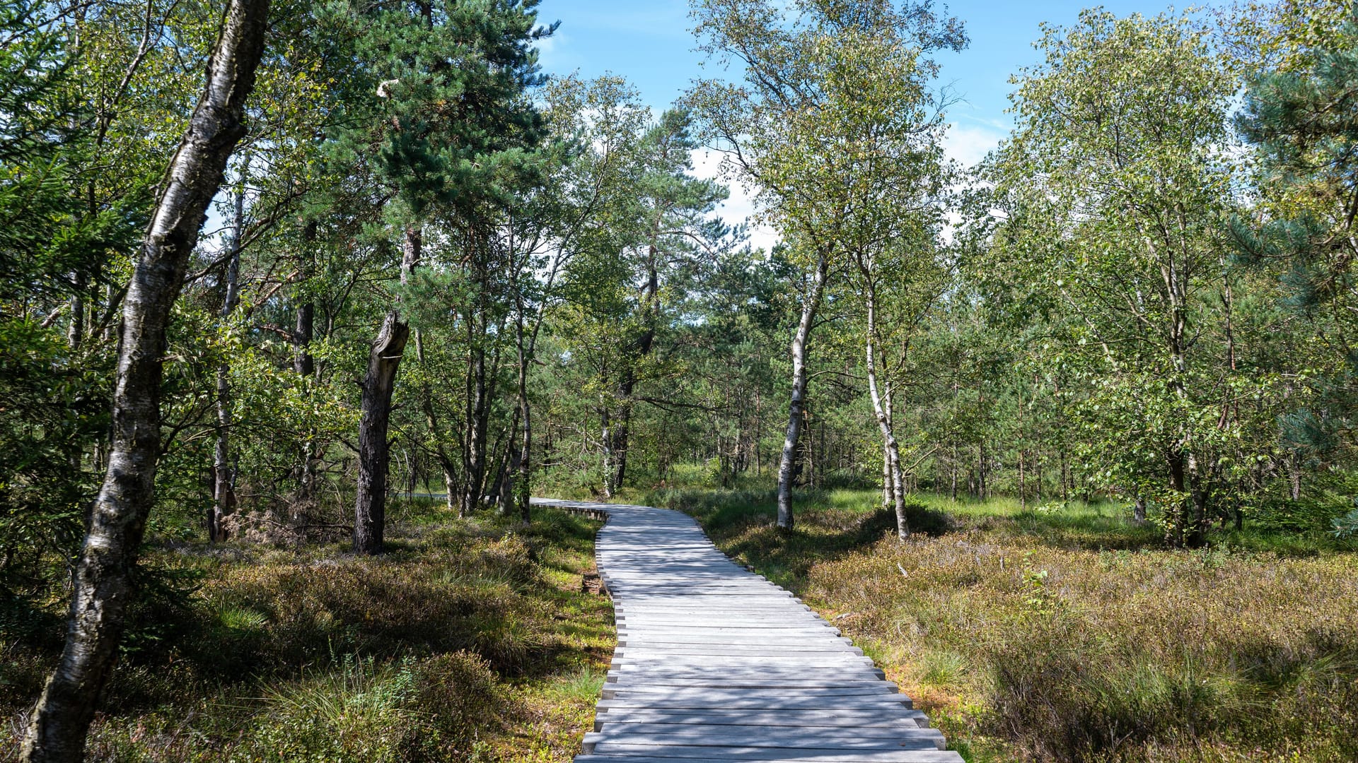 Das Schwarze Moor in der Rhön: Ein Steg führt durch das Gebiet.