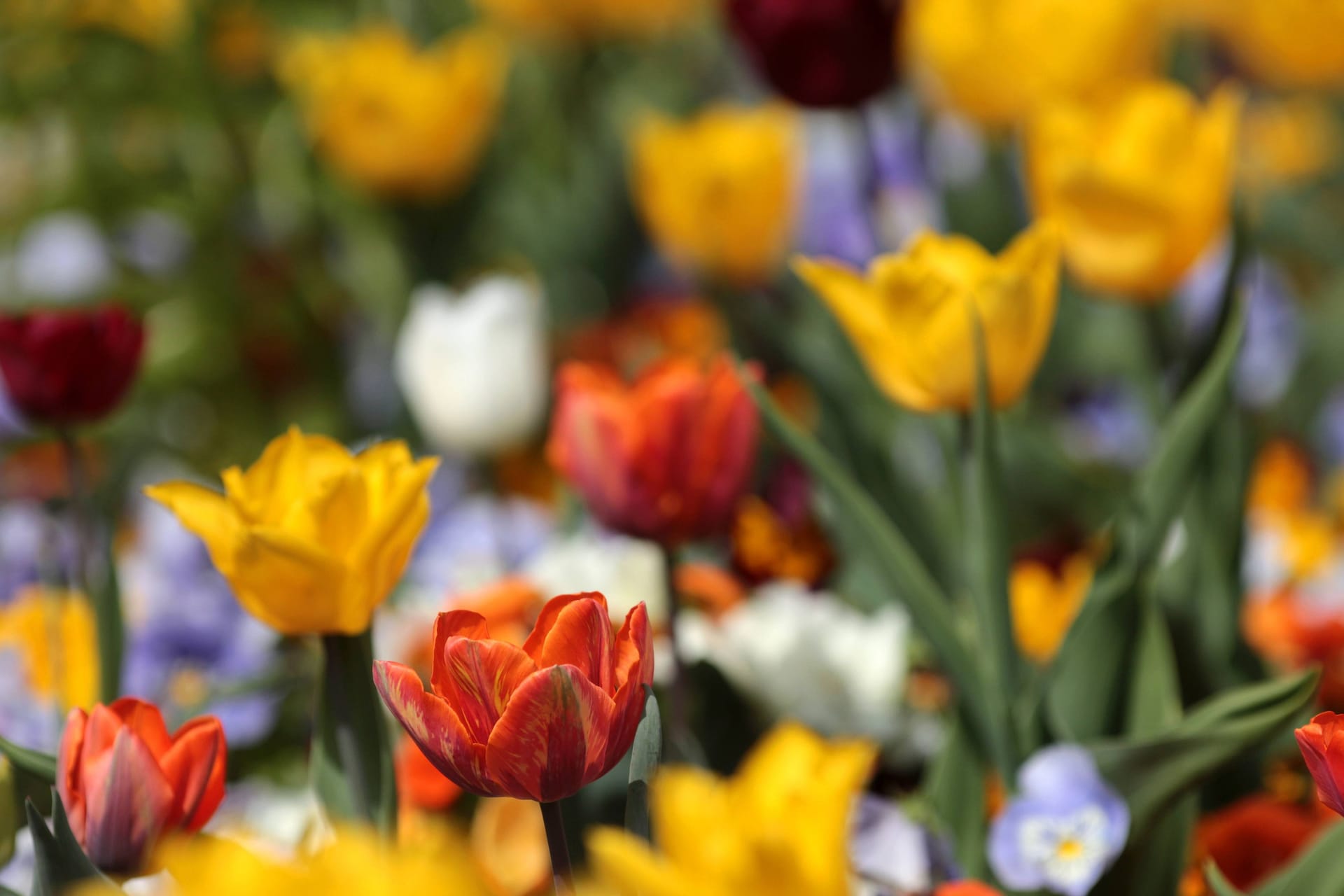 Farbenfrohe Tulpen und Frühlingsblumen in einem Beet im Palmengarten