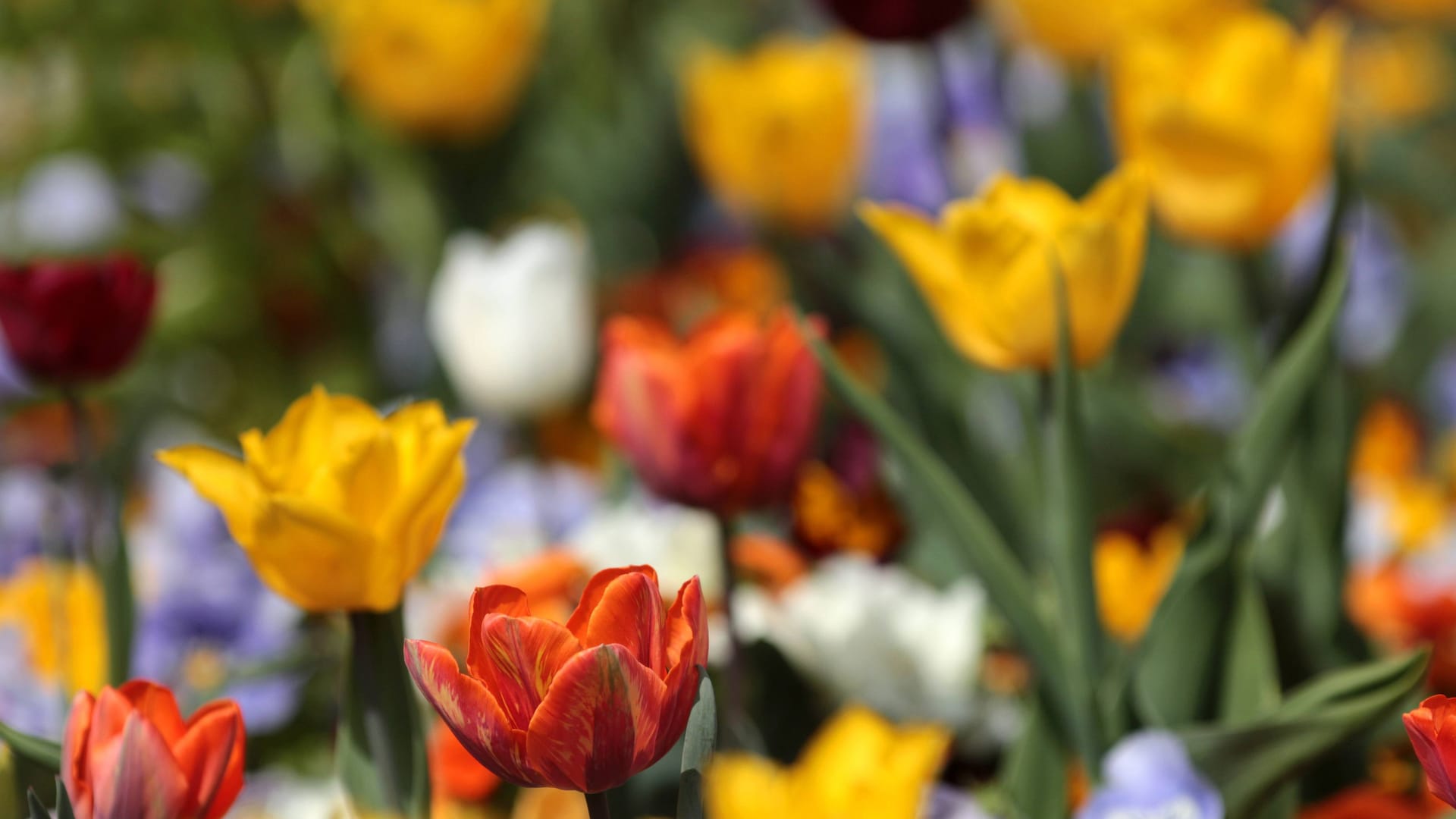 Farbenfrohe Tulpen und Frühlingsblumen in einem Beet im Palmengarten