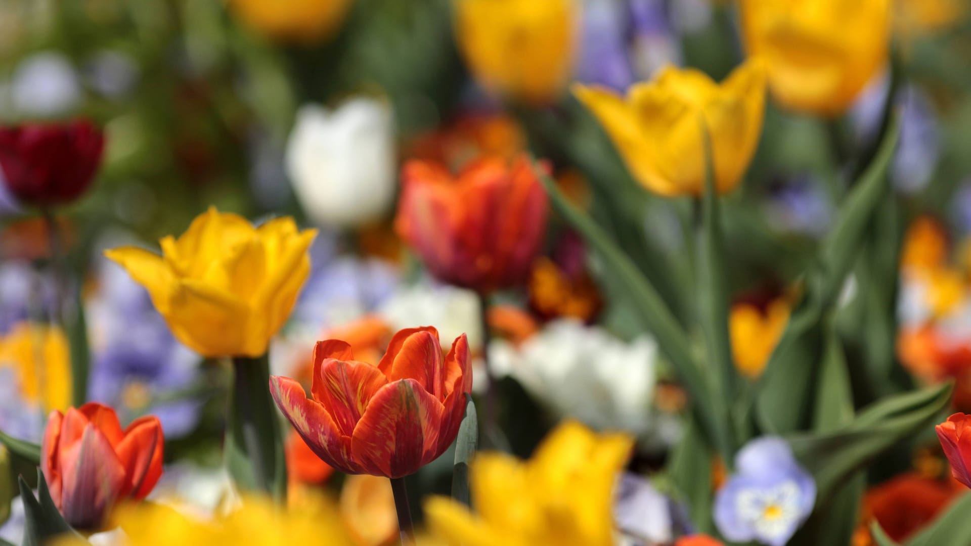 Farbenfrohe Tulpen und Frühlingsblumen in einem Beet im Palmengarten