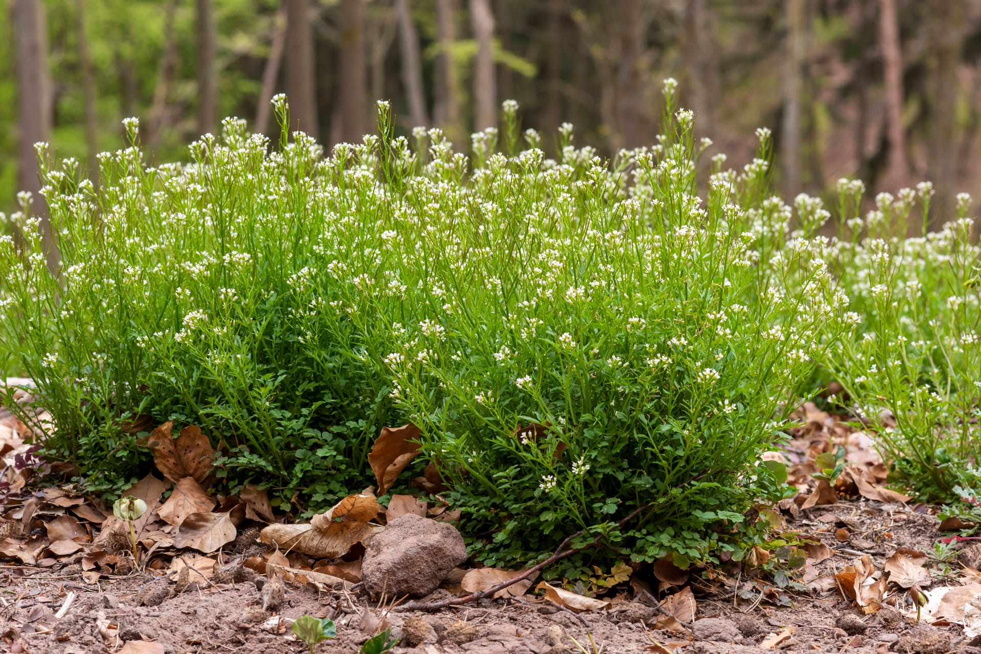 Behaartes Schaumkraut im Frühling: Die kleinen weißen Blüten bringen schon früh im Jahr erste Frische in den Garten.