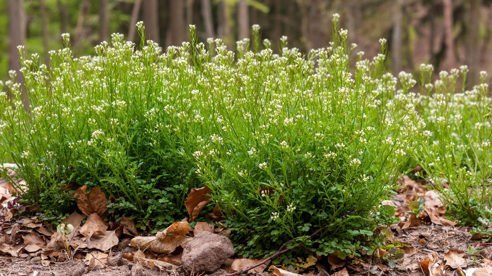 Behaartes Schaumkraut im Frühling: Die kleinen weißen Blüten bringen schon früh im Jahr erste Frische in den Garten.