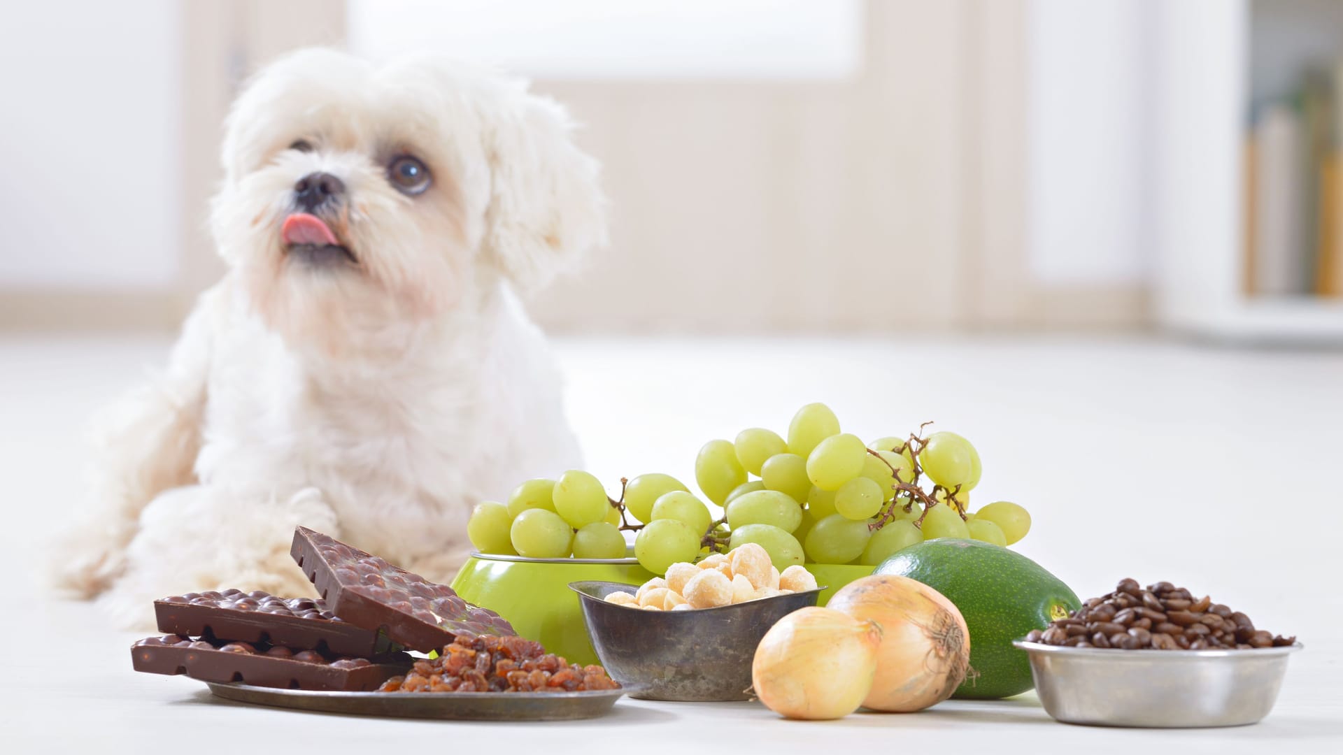 Kleiner weißer Malteser-Hund. Schokolade, Weintrauben und andere Lebensmittel liegen vor ihm.