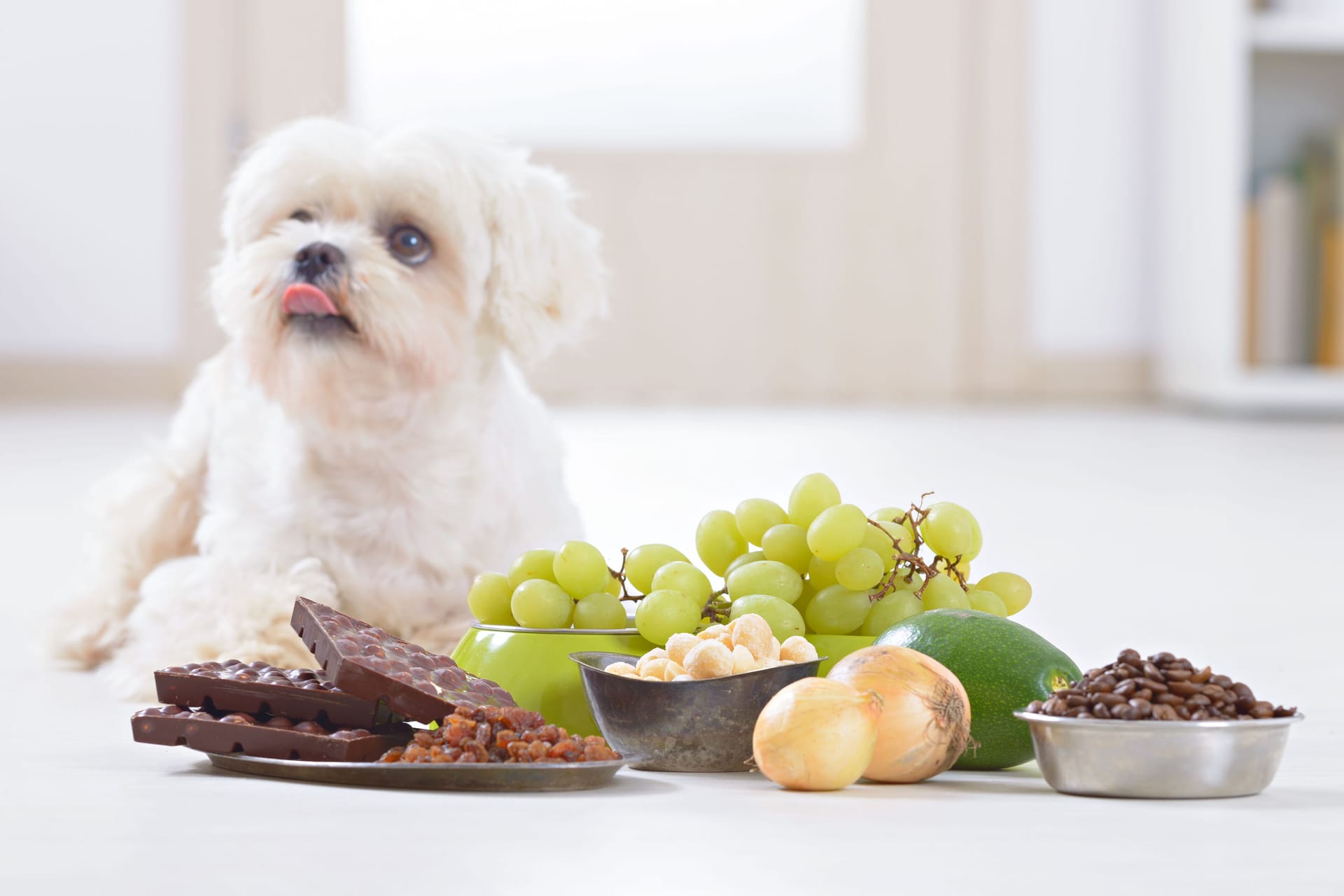 Kleiner weißer Malteser-Hund. Schokolade, Weintrauben und andere Lebensmittel liegen vor ihm.