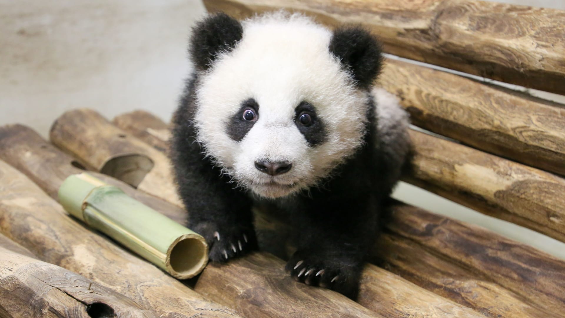 Panda-Jungtier im Zoo Berlin