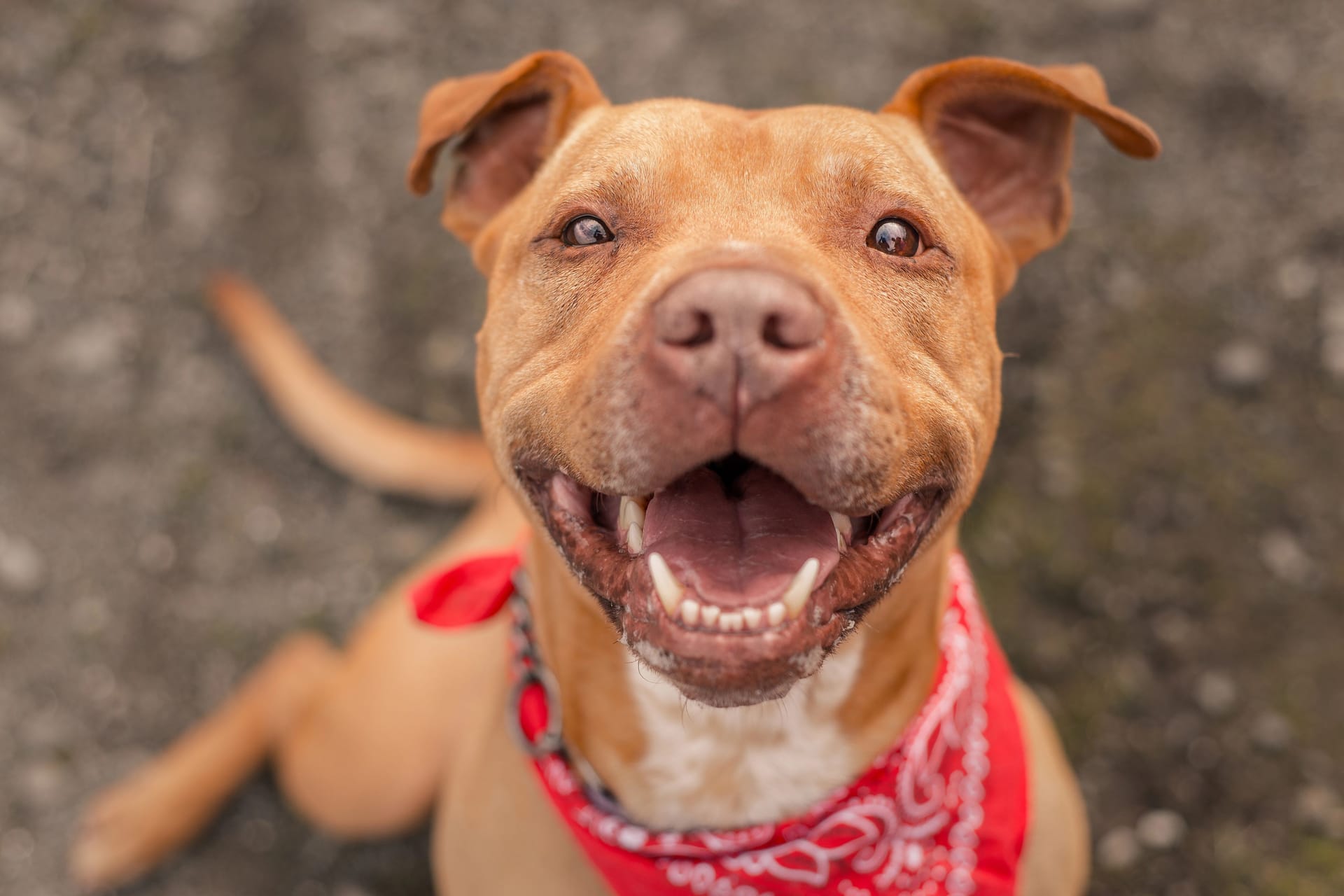 A Pit Bull dog photographed for a California shelter, who has since been adopted