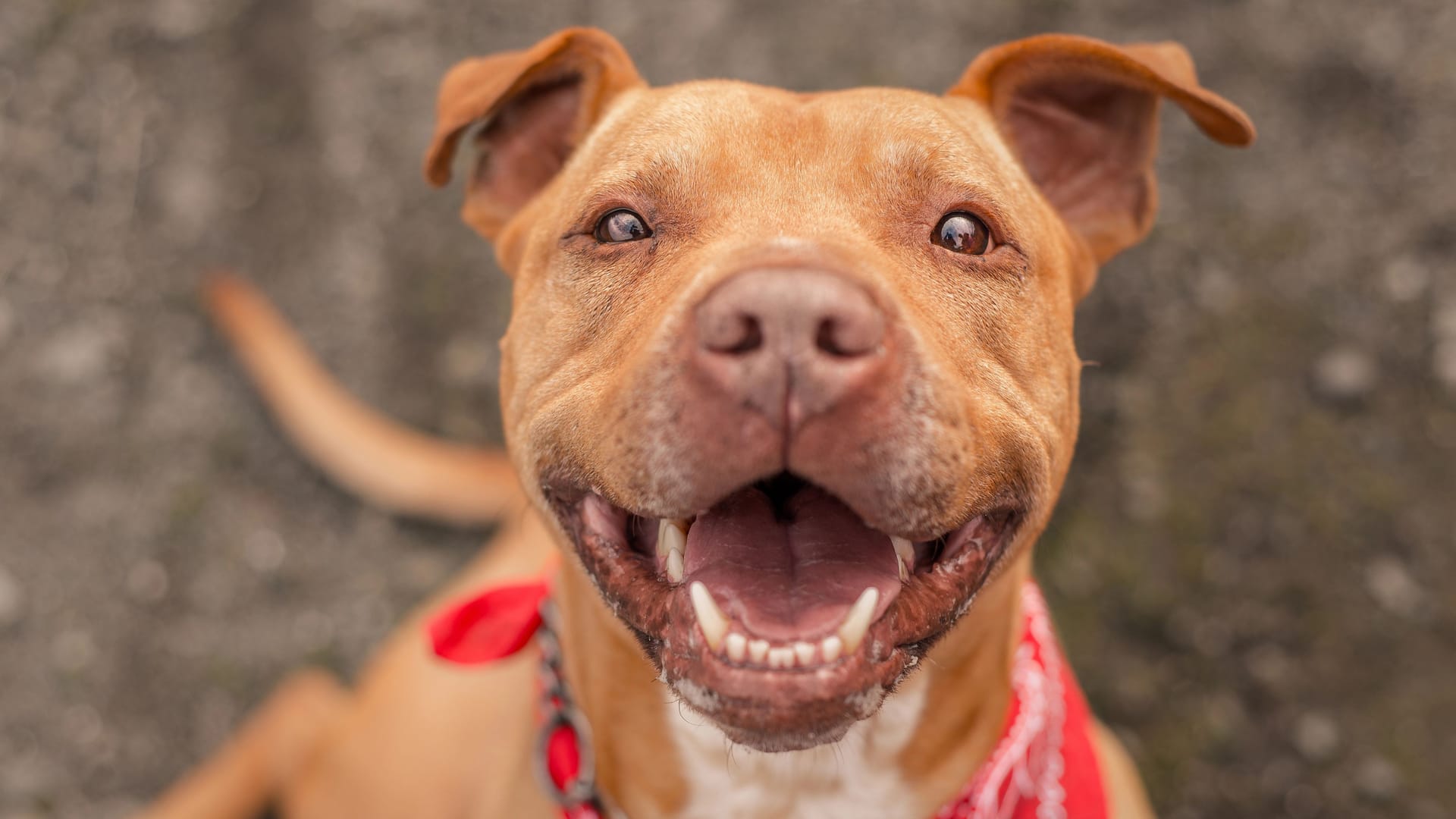 A Pit Bull dog photographed for a California shelter, who has since been adopted