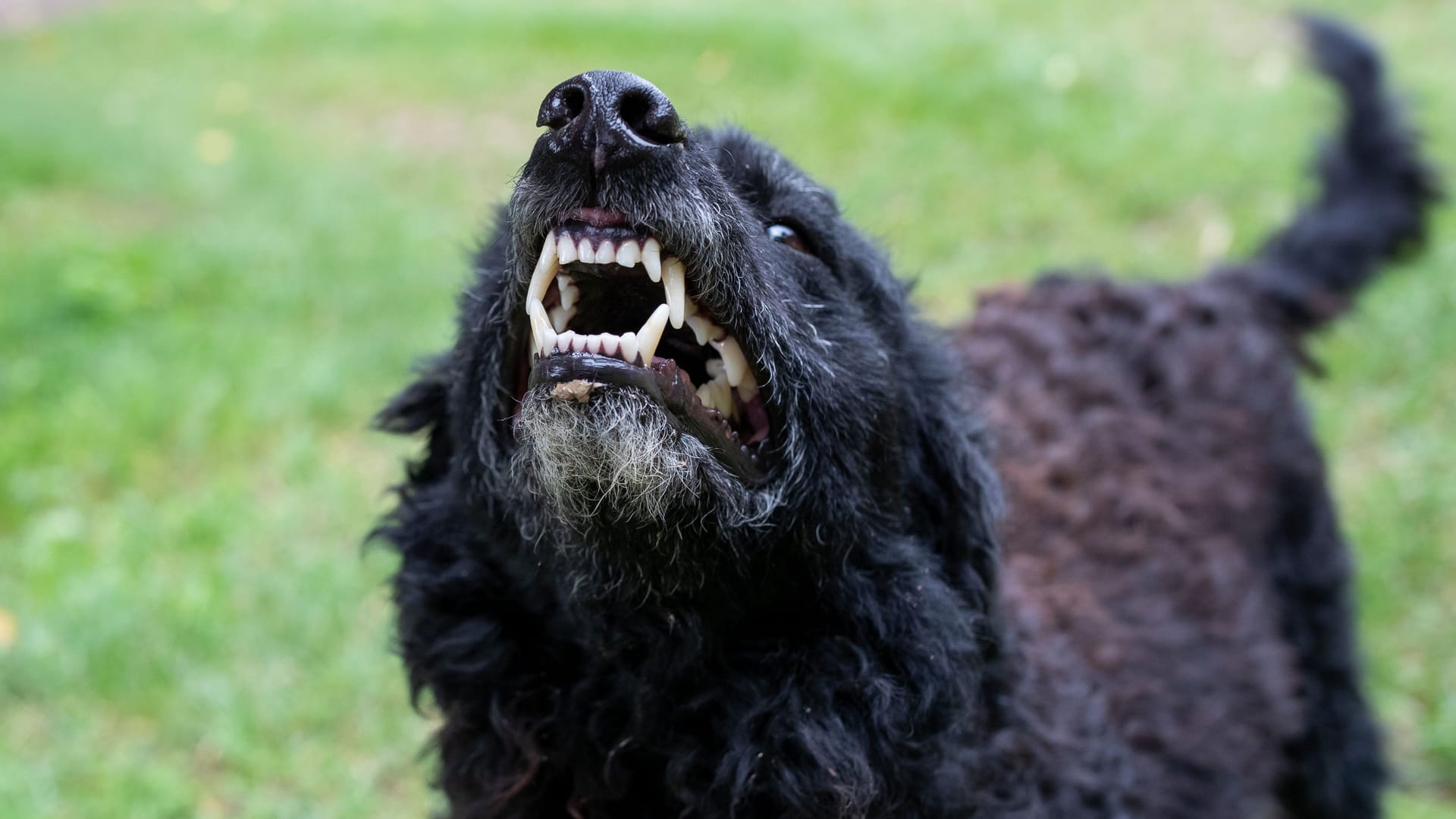 Ein aggressiver Hund zeigt Zähne (Symbolbild): Ein Rettungswagen brachte das verletzte Mädchen in ein Krankenhaus.