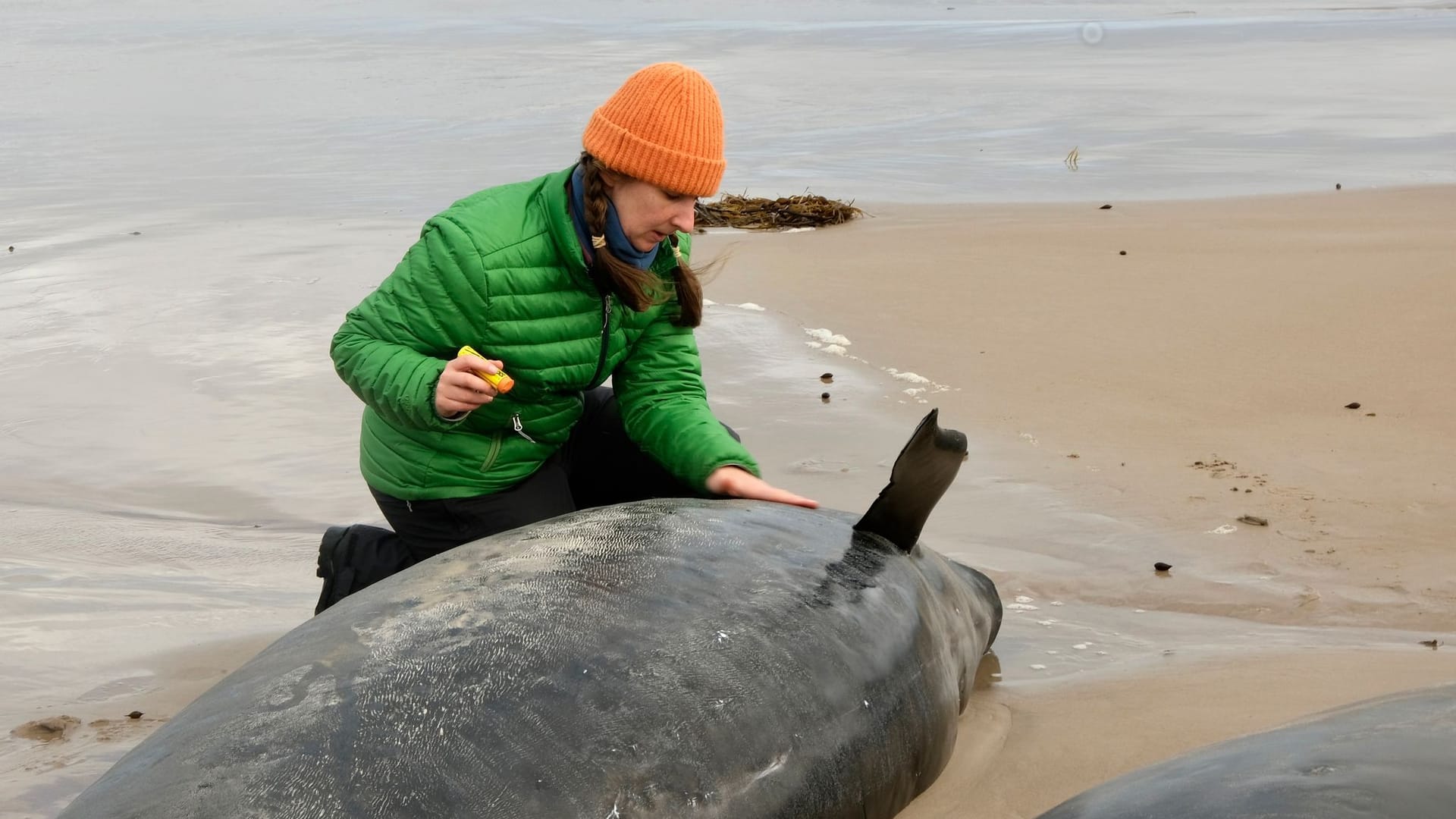 Australia Stranded Whales