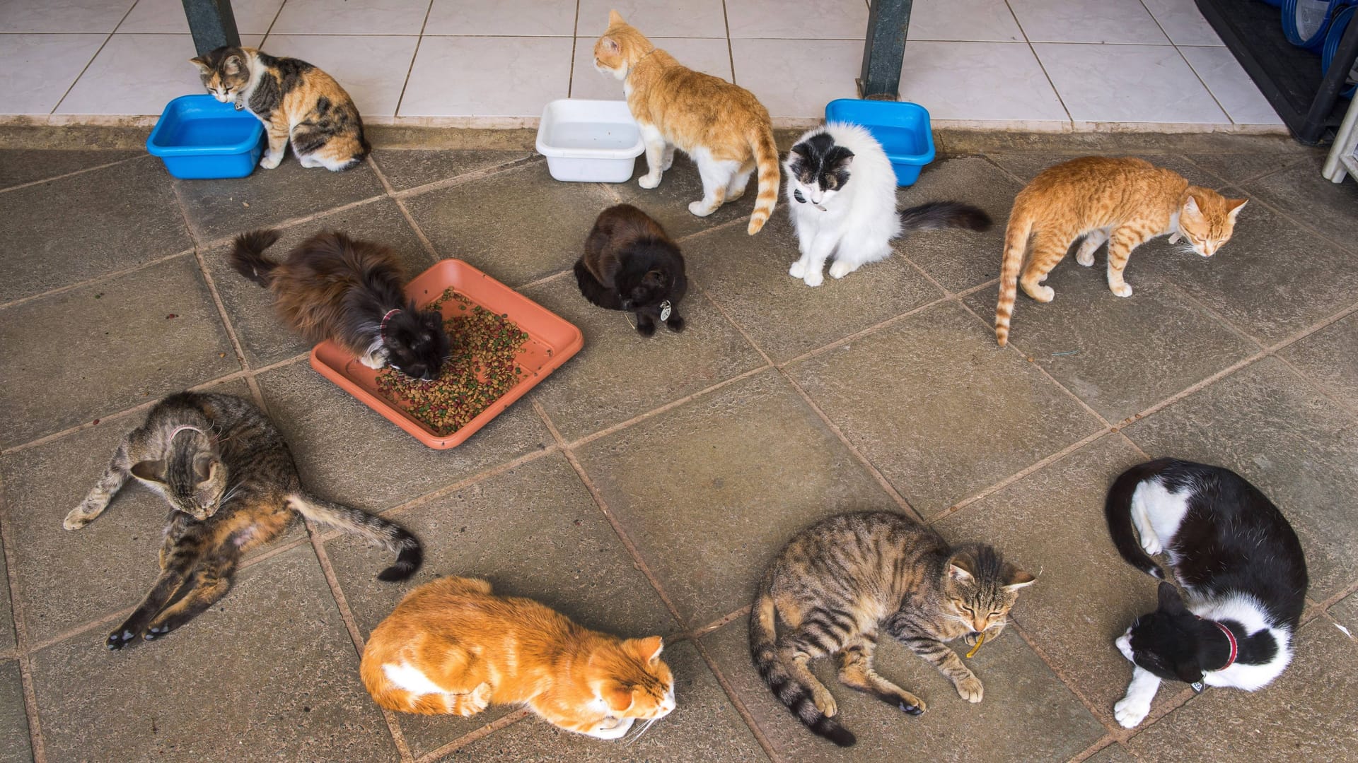 Mehrere Hauskatzen (Symbolbild): Eine Frau hielt 30 Katzen bei sich – bis der Tierschutz kam.