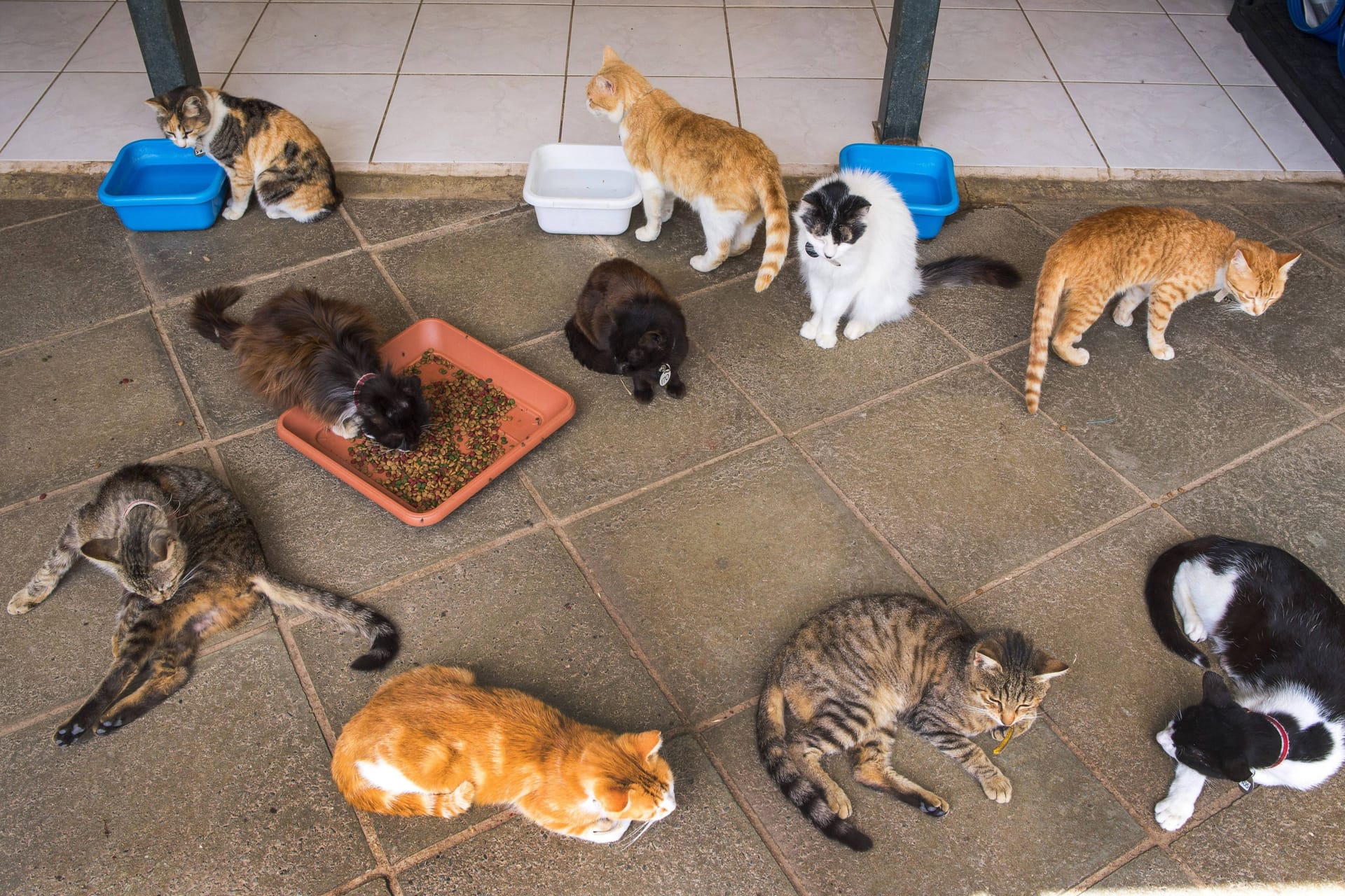 Mehrere Hauskatzen (Symbolbild): Eine Frau hielt 30 Katzen bei sich – bis der Tierschutz kam.