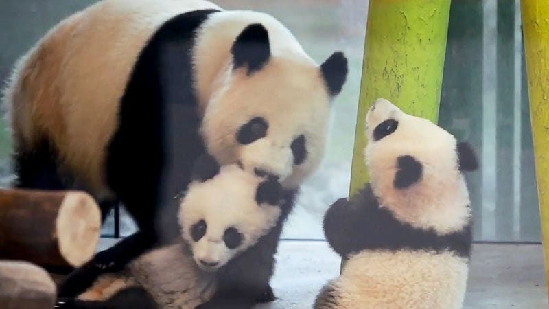 Die Panda-Zwillinge (Ailuropoda melanoleuca) spielen mit ihrer Mutter Meng Meng im Gehege. Seit dem 31. Januar 2025 können Berliner Zoogäste die Panda-Zwillinge Leni und Lotti gemeinsam mit ihrer Mutter Meng Meng beobachten.