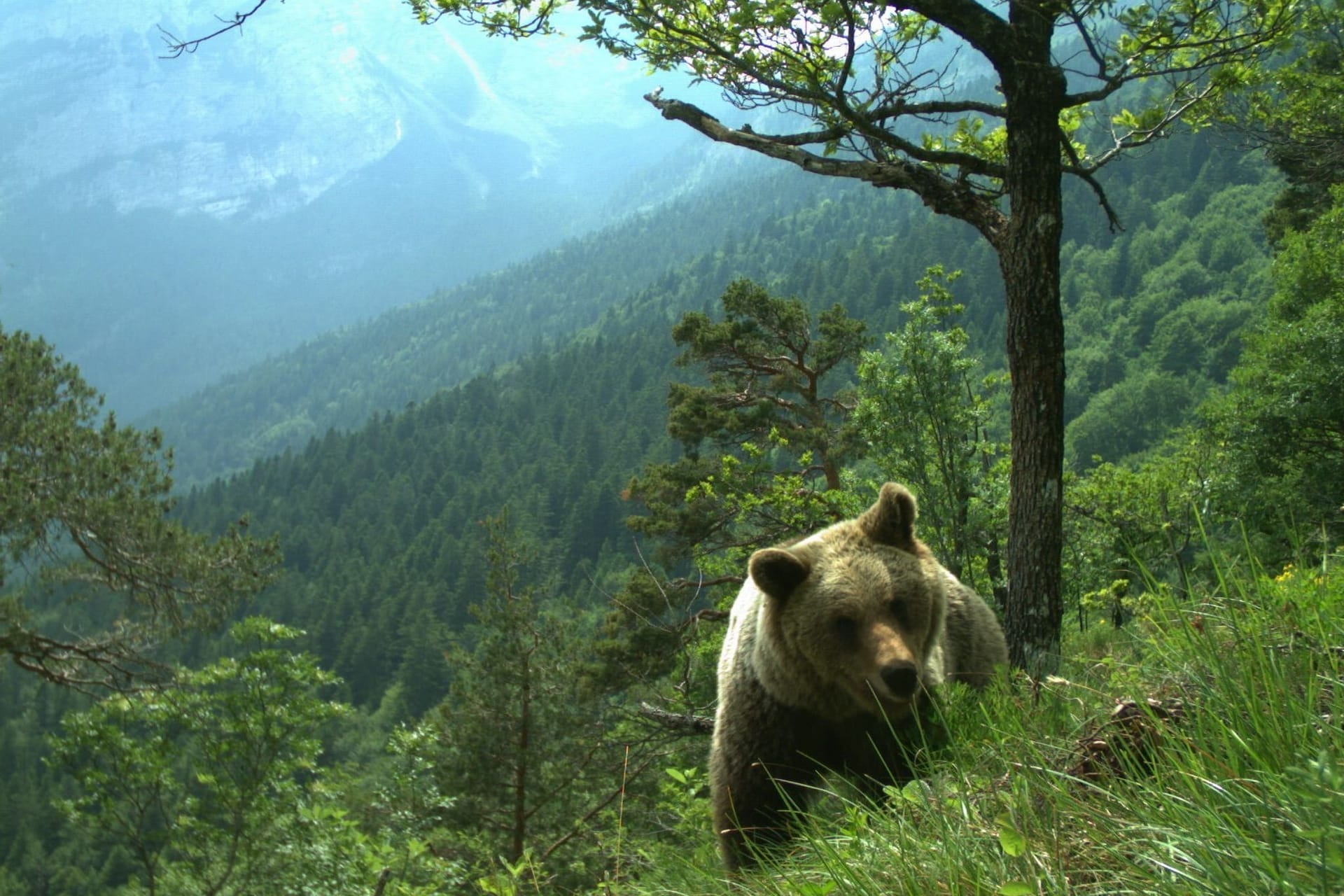 Bären im Trentino