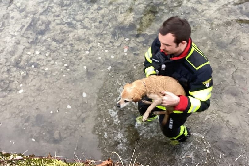 Nasse Füße, sonst nichts: Ein Feuerwehrmann befreit einen Hund aus seiner misslichen Lage.