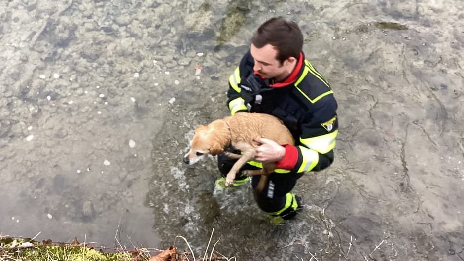 Nasse Füße, sonst nichts: Ein Feuerwehrmann befreit einen Hund aus seiner misslichen Lage.