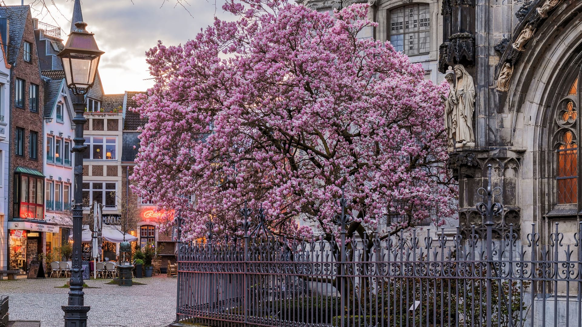 Blooming magnolia tree in front of Aachen Cathedral. Germany