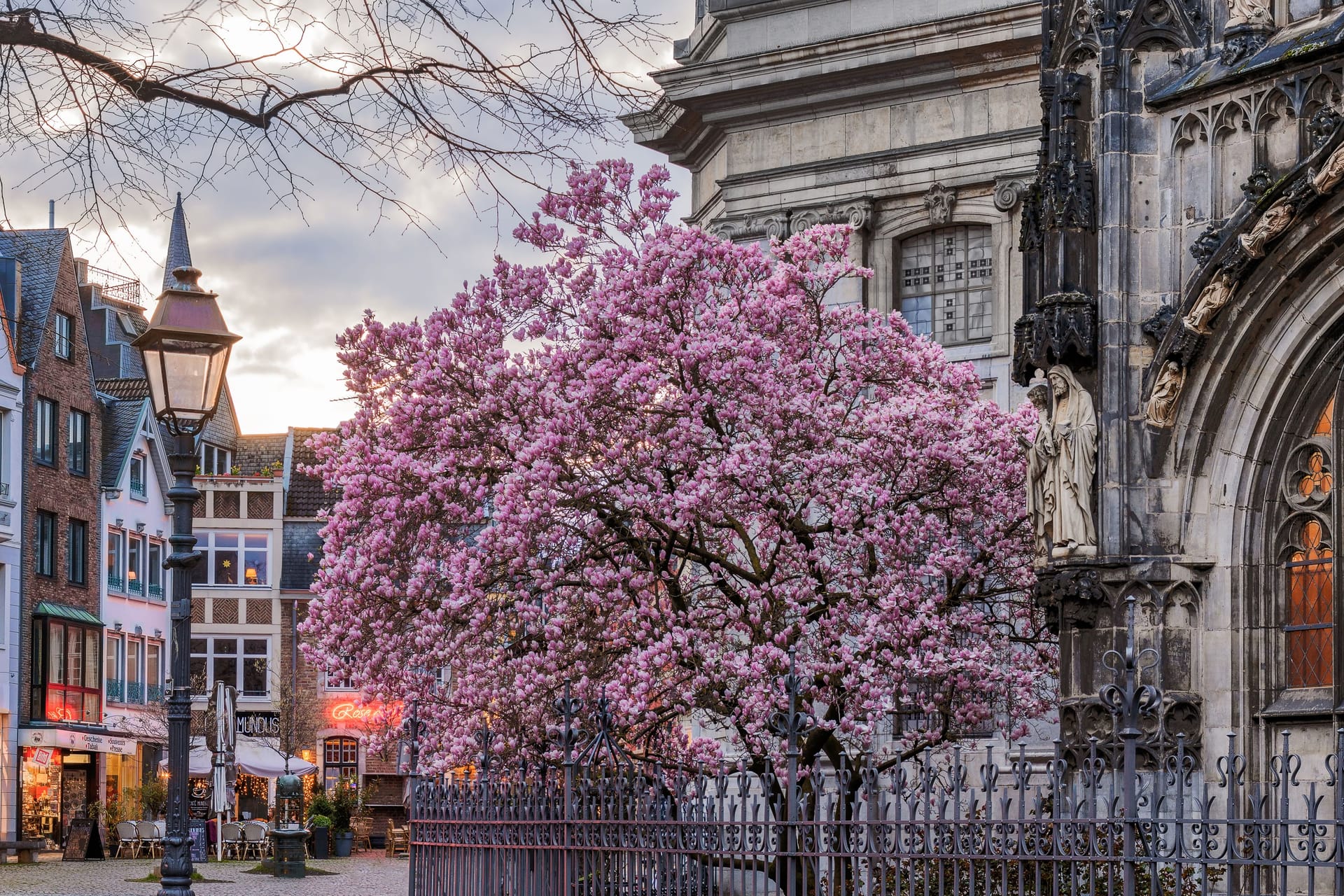 Blooming magnolia tree in front of Aachen Cathedral. Germany