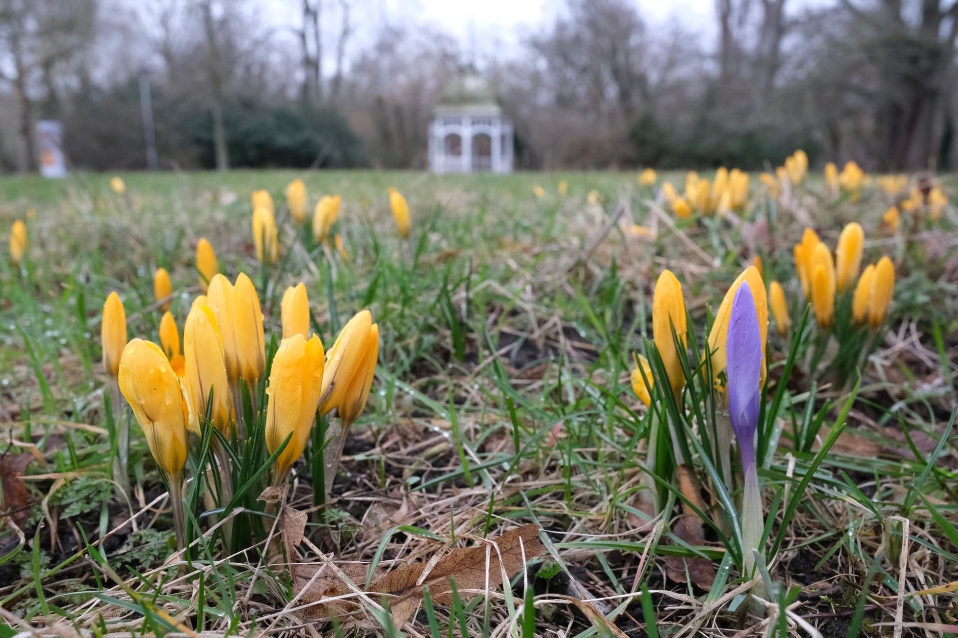 Meteorologischer Frühlingsanfang - Wetter in Leipzig