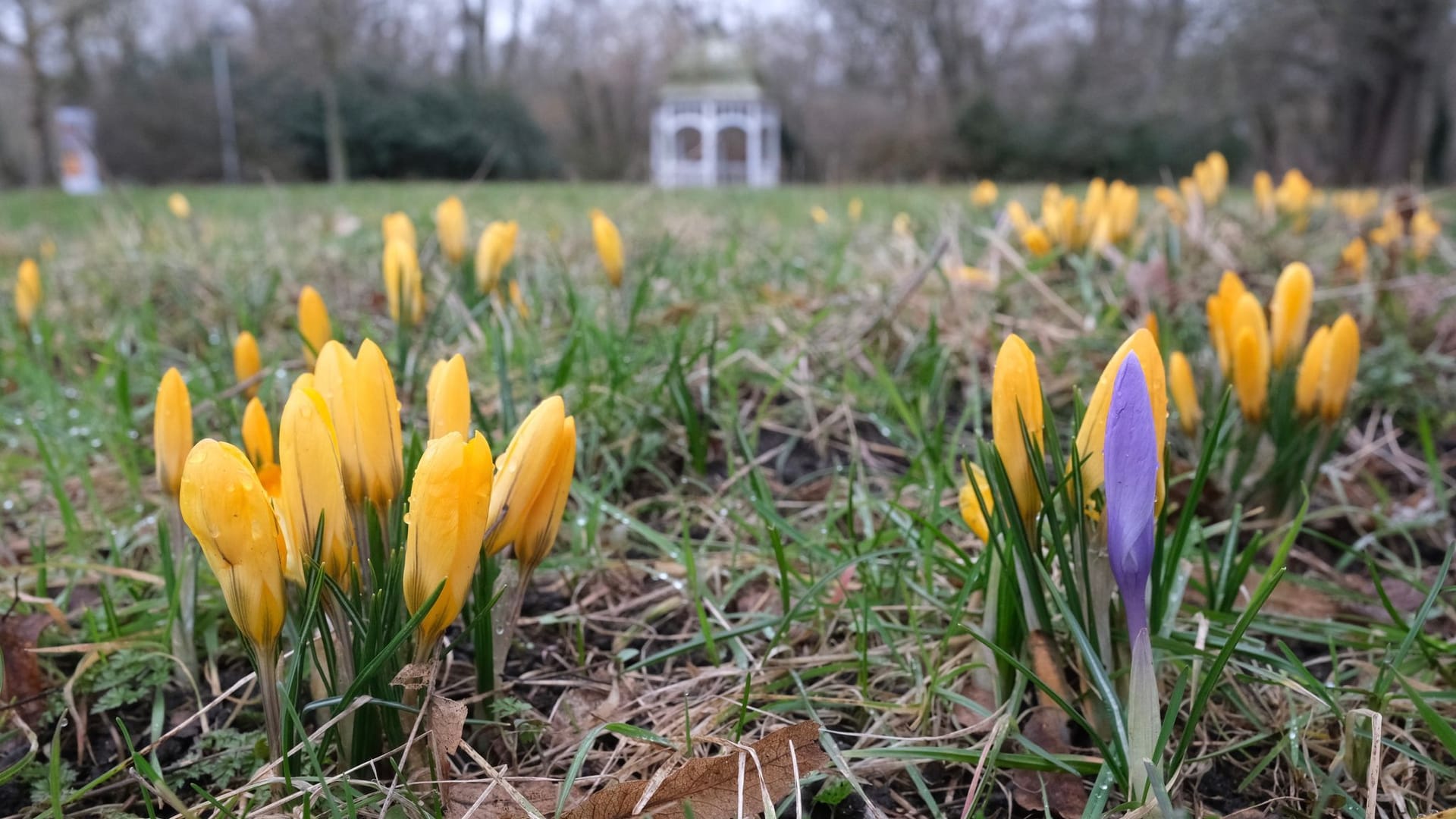 Meteorologischer Frühlingsanfang - Wetter in Leipzig