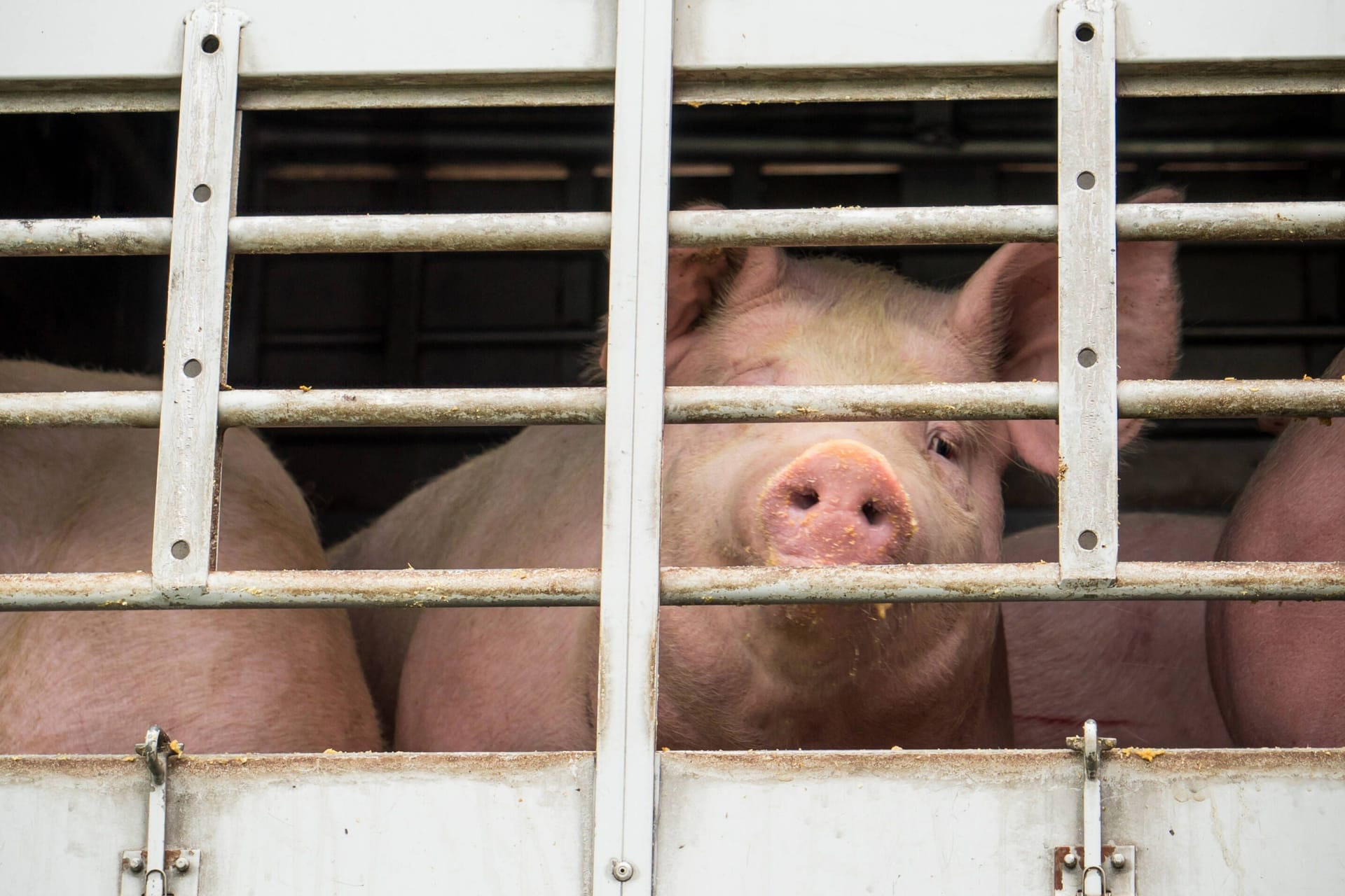 Ein Viehtransport für Schlachtschweine (Symbolfoto): In Niedersachsen sind neue Missstände bei Viehbauern aufgedeckt worden. Ein Viehtransport für Schlachtschweine (Symbolfoto): In Niedersachsen sind neue Missstände bei Viehbauern aufgedeckt worden.