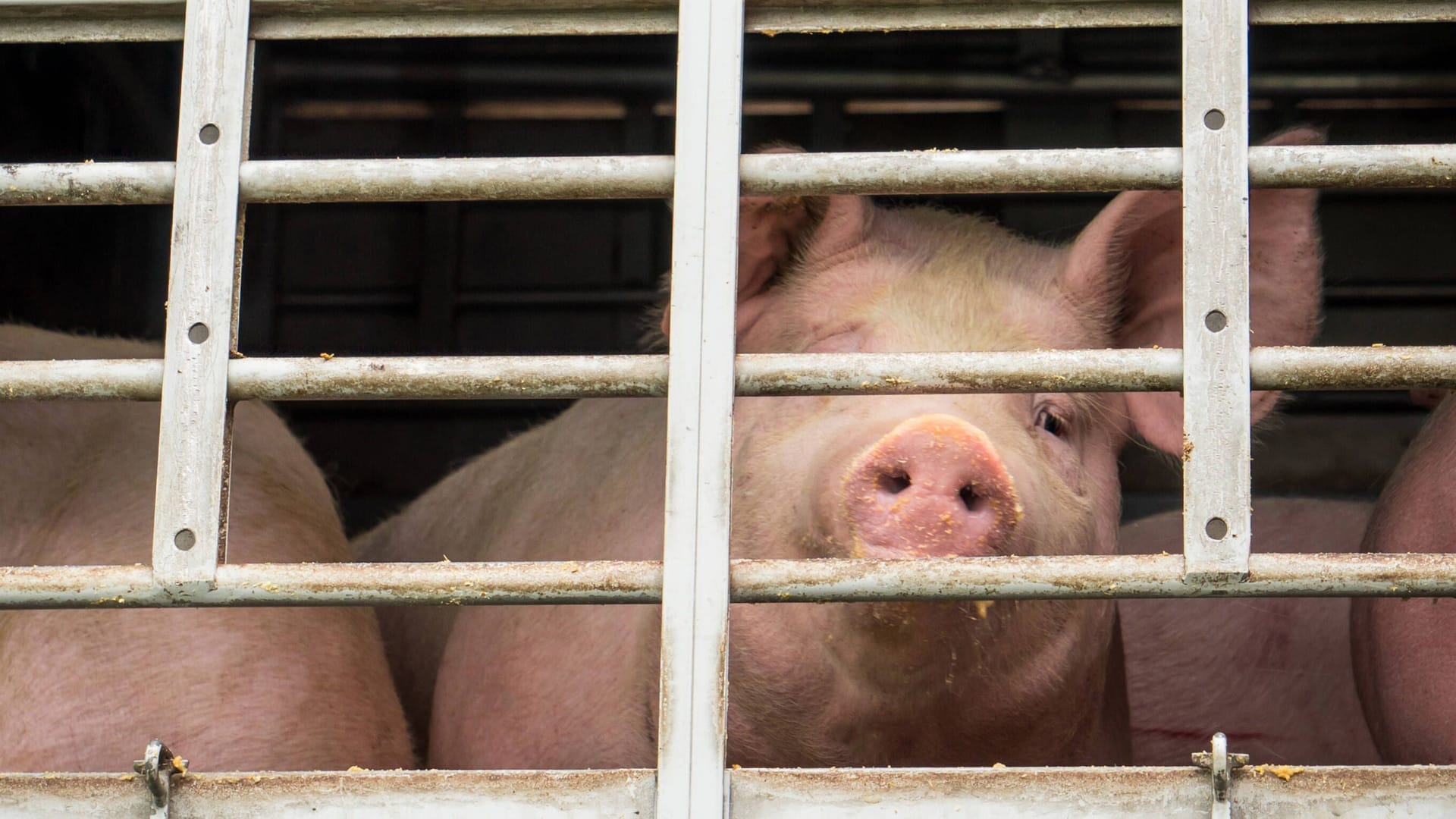 Ein Viehtransport für Schlachtschweine (Symbolfoto): In Niedersachsen sind neue Missstände bei Viehbauern aufgedeckt worden. Ein Viehtransport für Schlachtschweine (Symbolfoto): In Niedersachsen sind neue Missstände bei Viehbauern aufgedeckt worden.