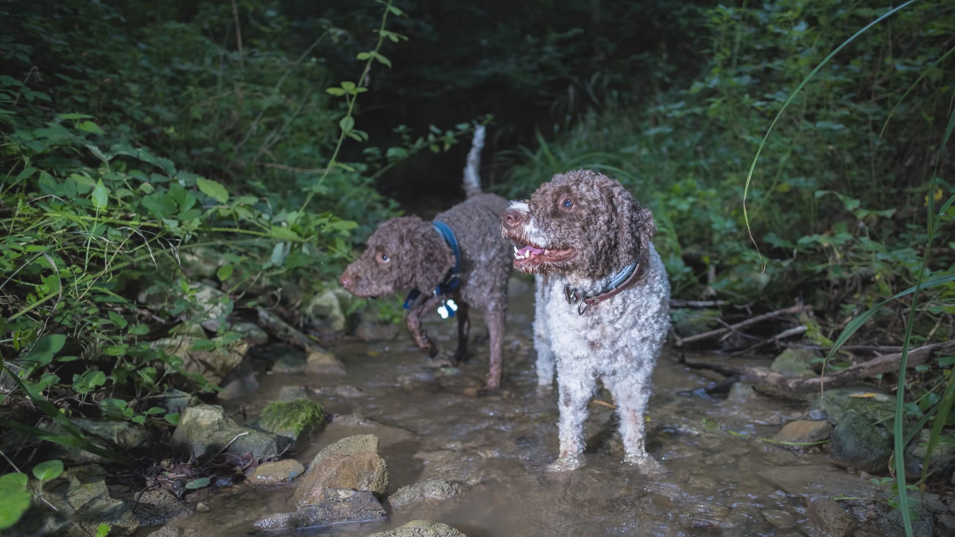 dogs searching for truffles next to a creek