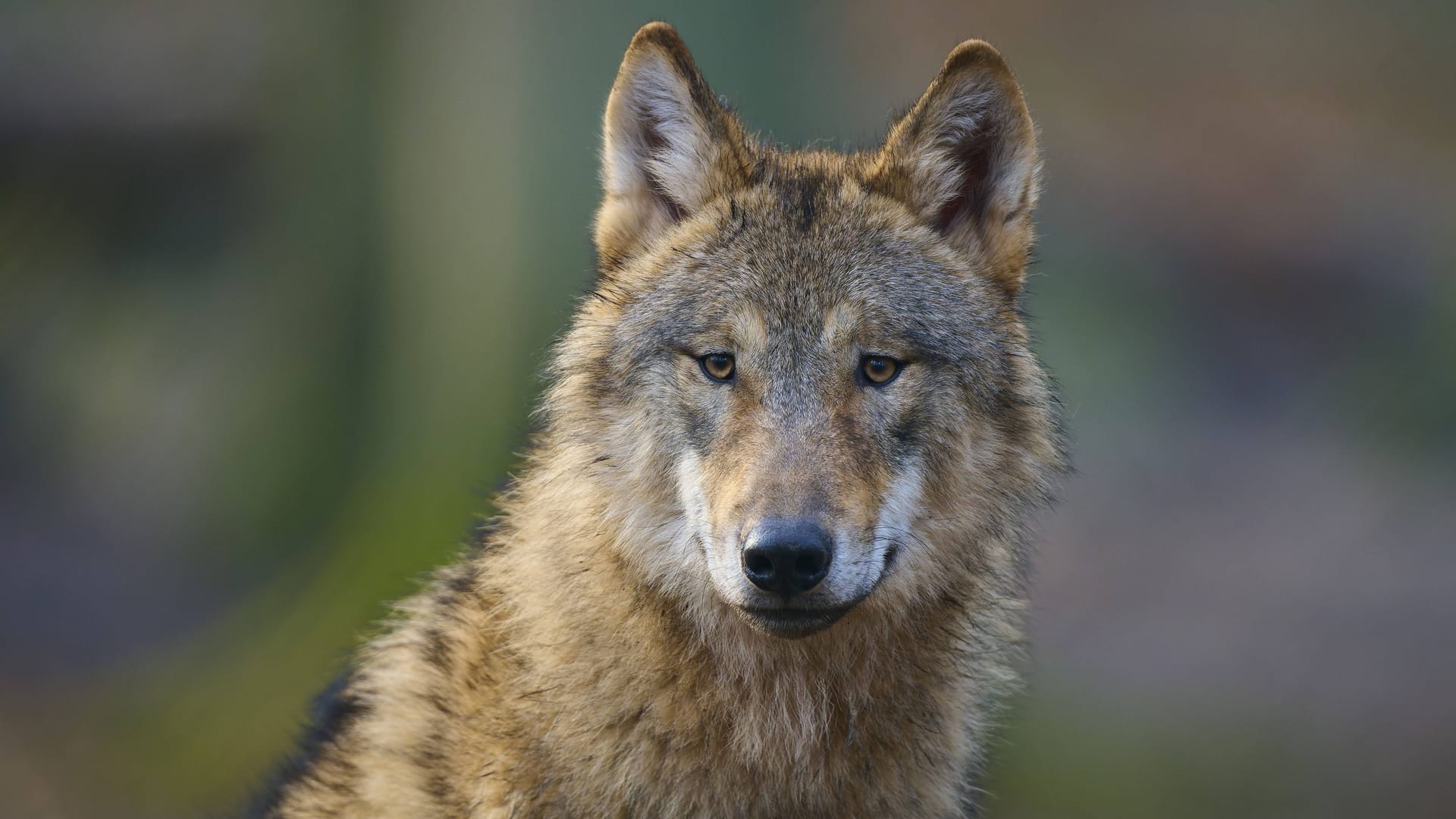 Ein Wolf (Canis Lupus Lupus): Die Flucht einer jungen Wölfin führte zur Evakuierung im Wildtierpark Edersee.