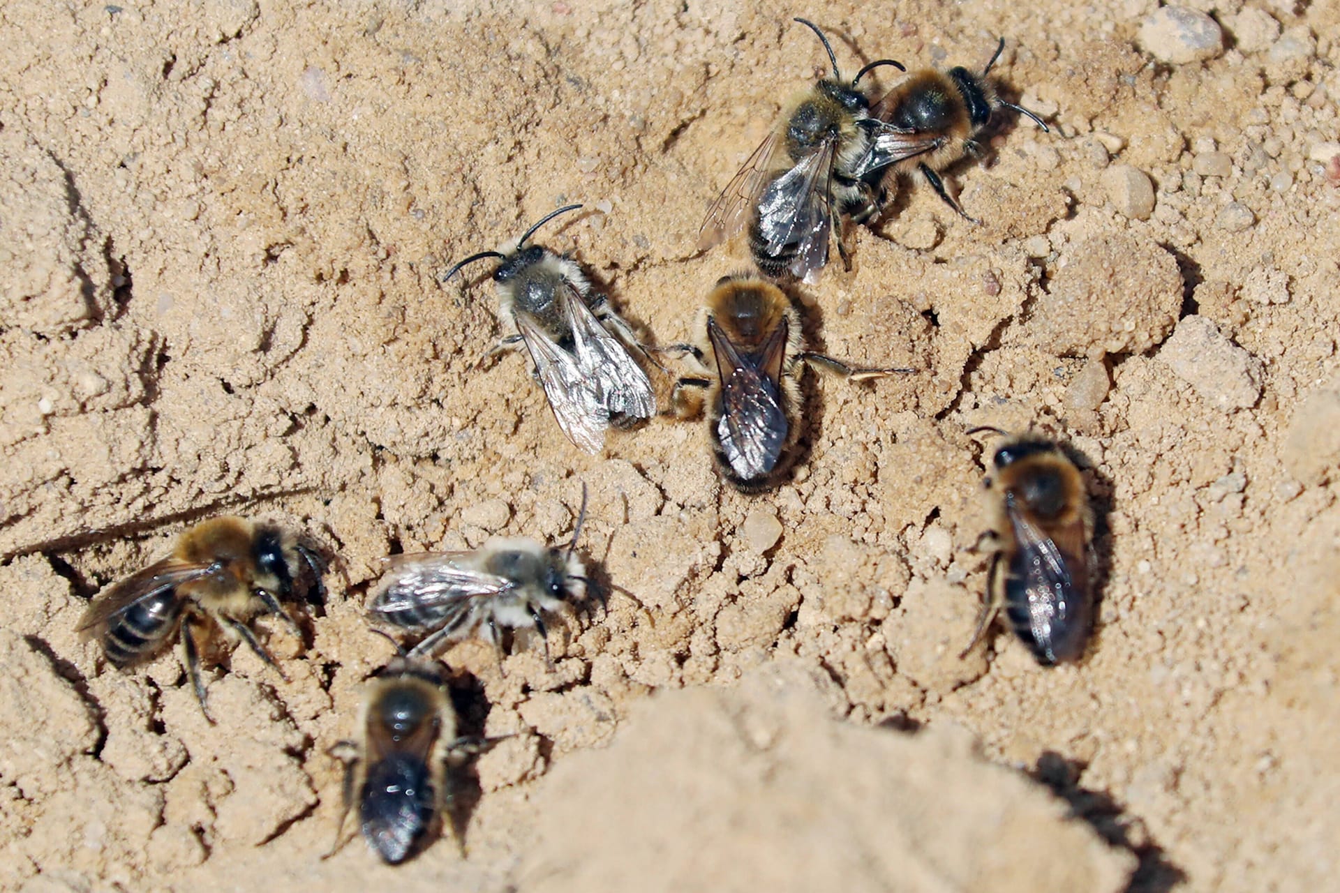 Die Gemeine Sandbiene baut ihre Nester in offene Sandflächen.