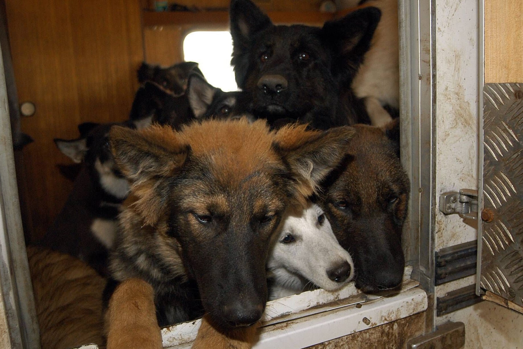 Verwahrloste Hunde drängen sich auf engstem Raum (Archivbild): Nach dem Fund in Brome laufen Ermittlungen gegen die Hundehalter.