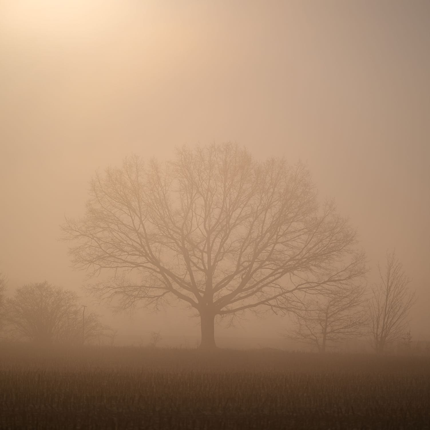 Nebelige Landschaft in Brandenburg: Ein Vorbote des wechselhaften Wetters in Deutschland.