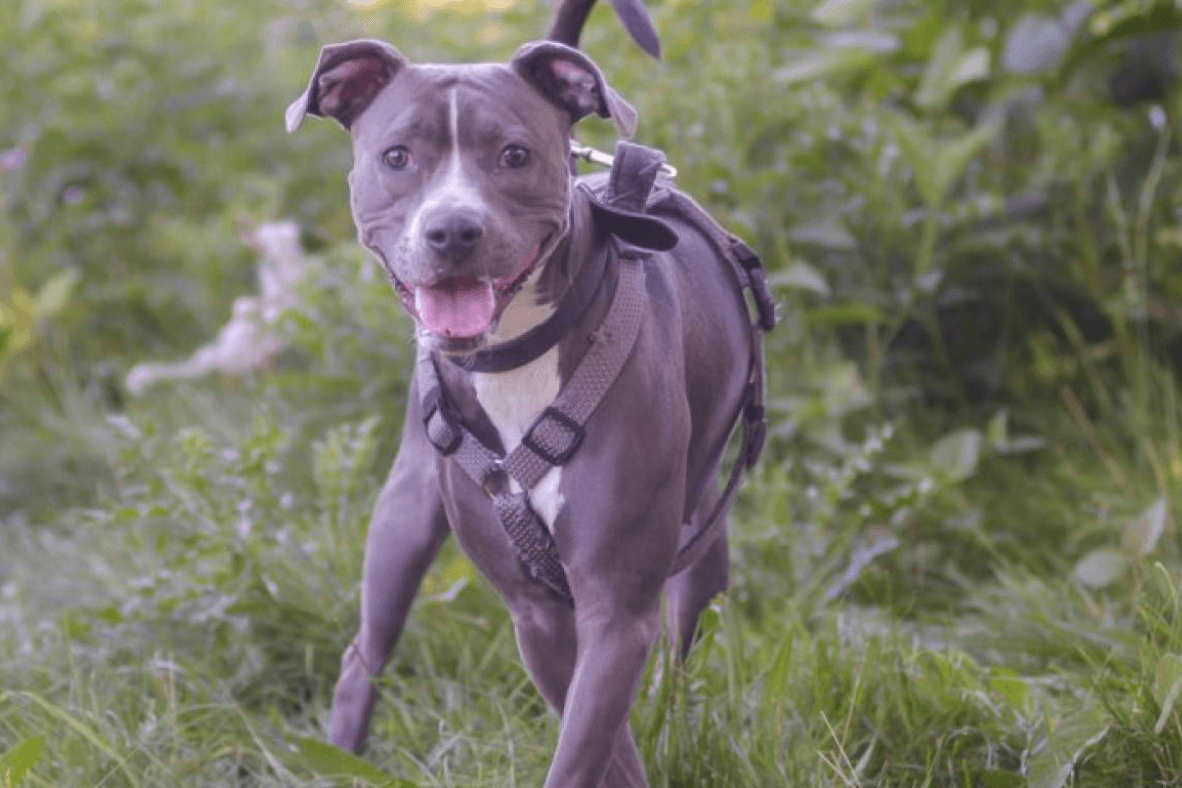 Hündin Nikita: Der Staffordshire-Mix wartet seit einem Jahr im Essener Tierheim darauf, einen neuen Besitzer zu finden.