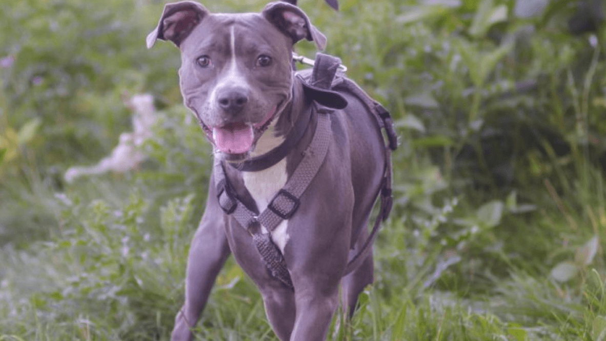 Hündin Nikita: Der Staffordshire-Mix wartet seit einem Jahr im Essener Tierheim darauf, einen neuen Besitzer zu finden.