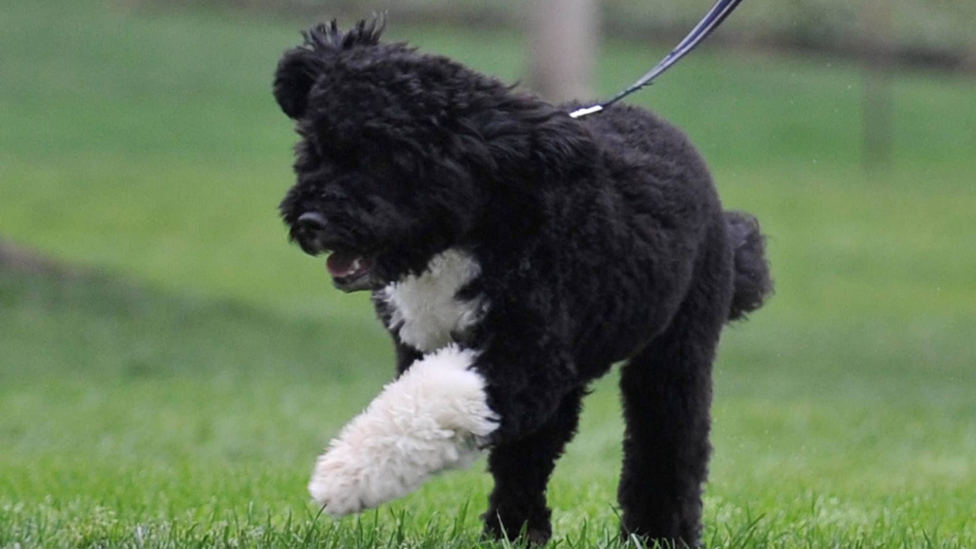 Bo war ein Portugiesischer Wasserhund und der Hund der Familie Obama. Er machte die allergikerfreundliche Rasse weltweit bekannt.